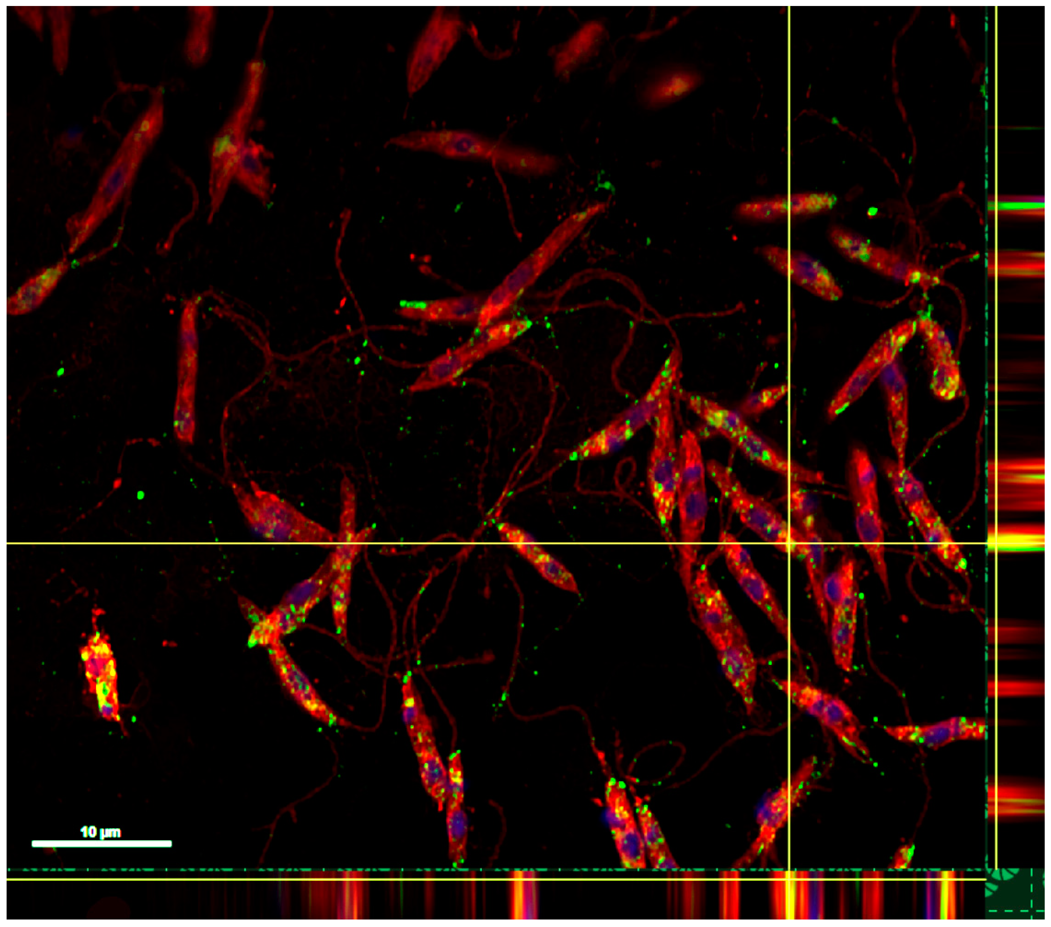 Vaccines 10 00803 g002
