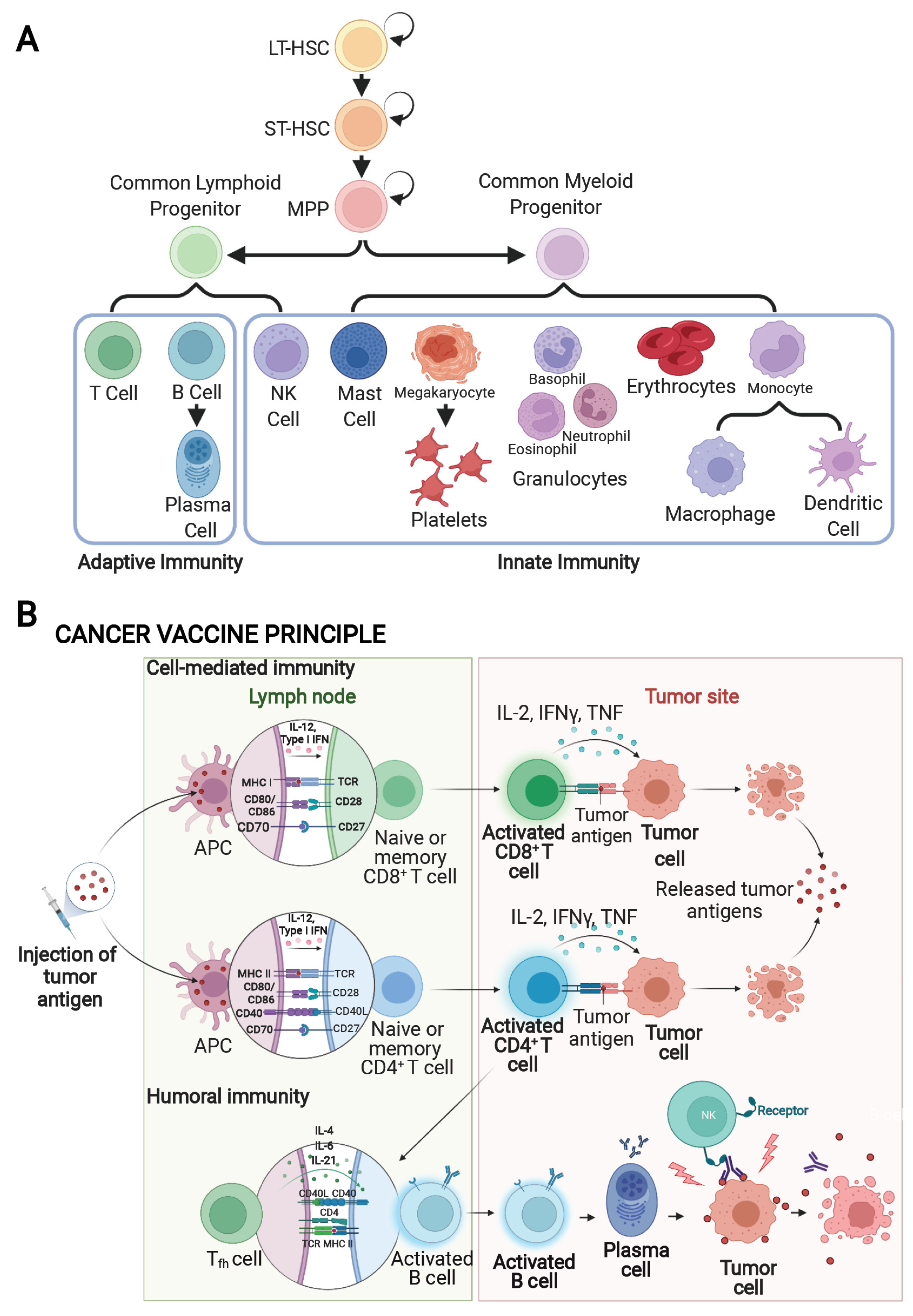 Harnessing Engineered Immune Cells and Bacteria as Drug Carriers