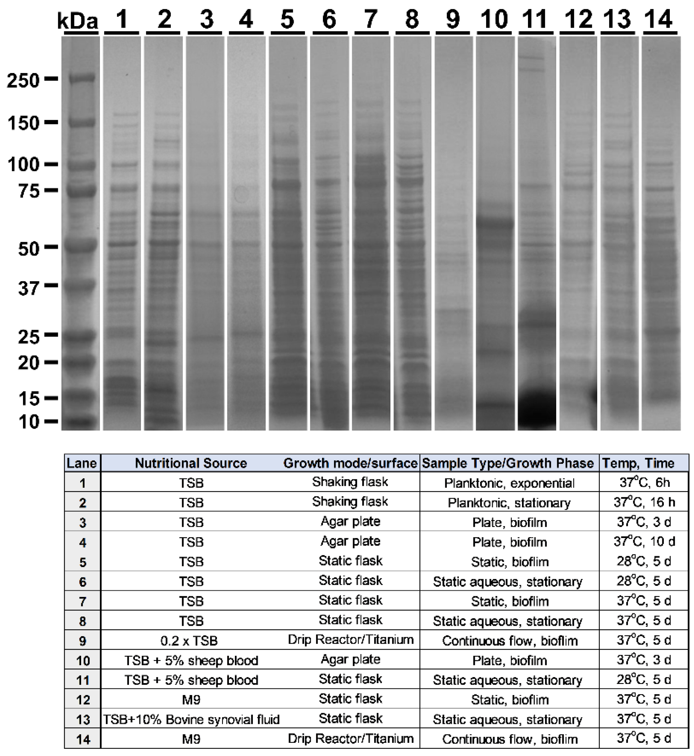 Vaccines 10 00833 g001