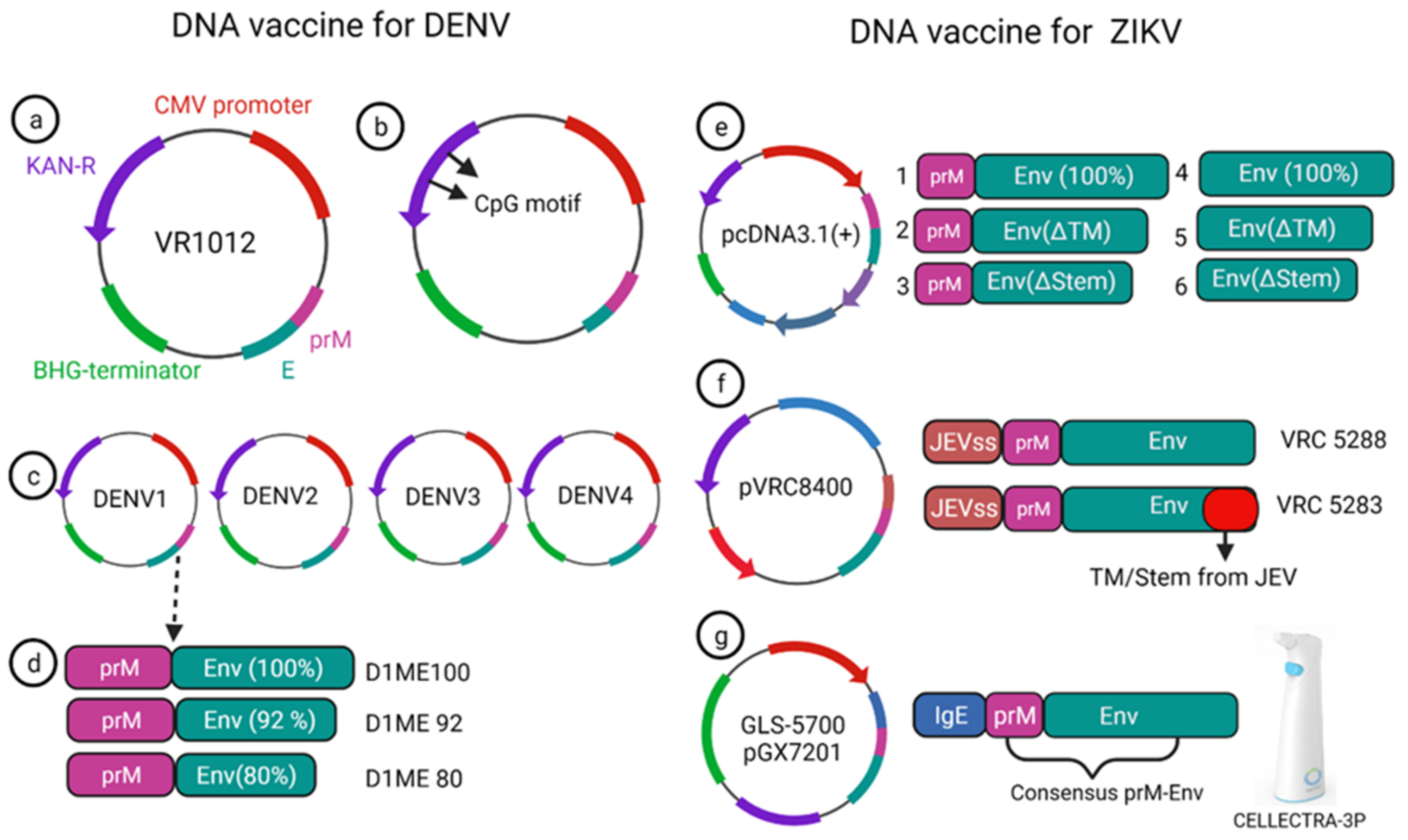 Vaccines 10 00834 g005