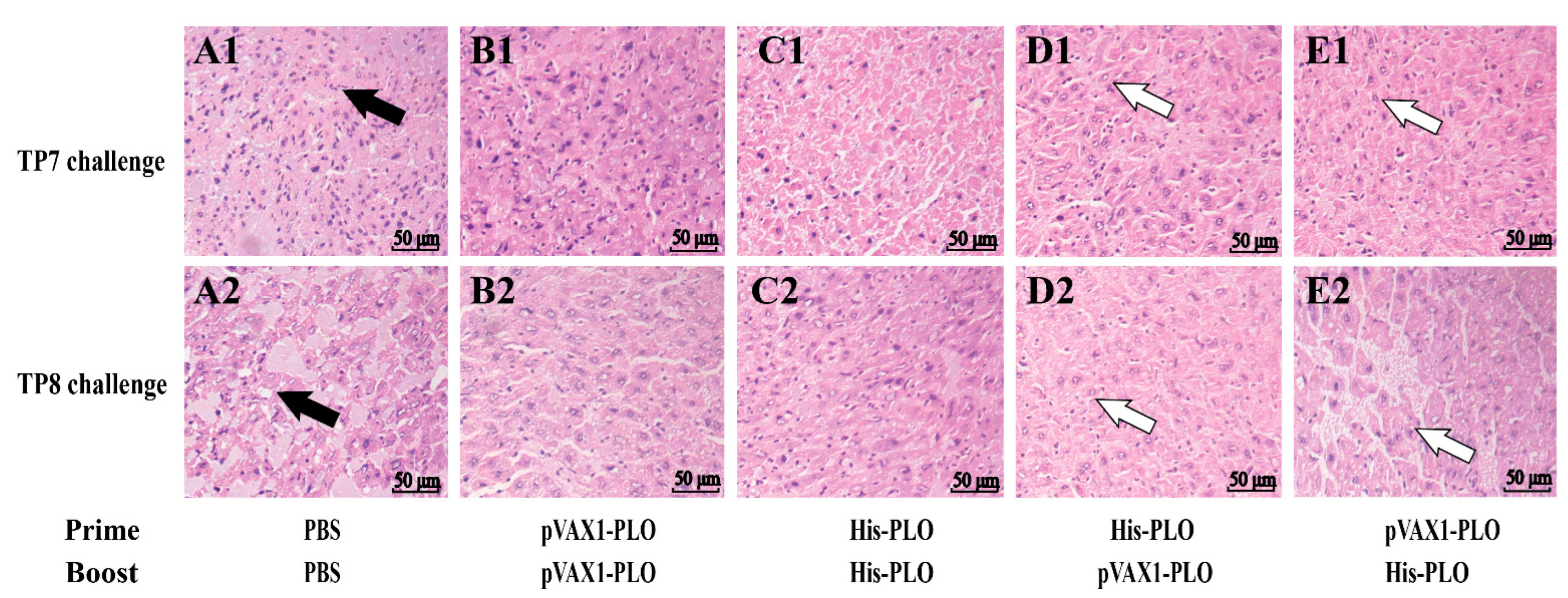 Vaccines 10 00839 g006