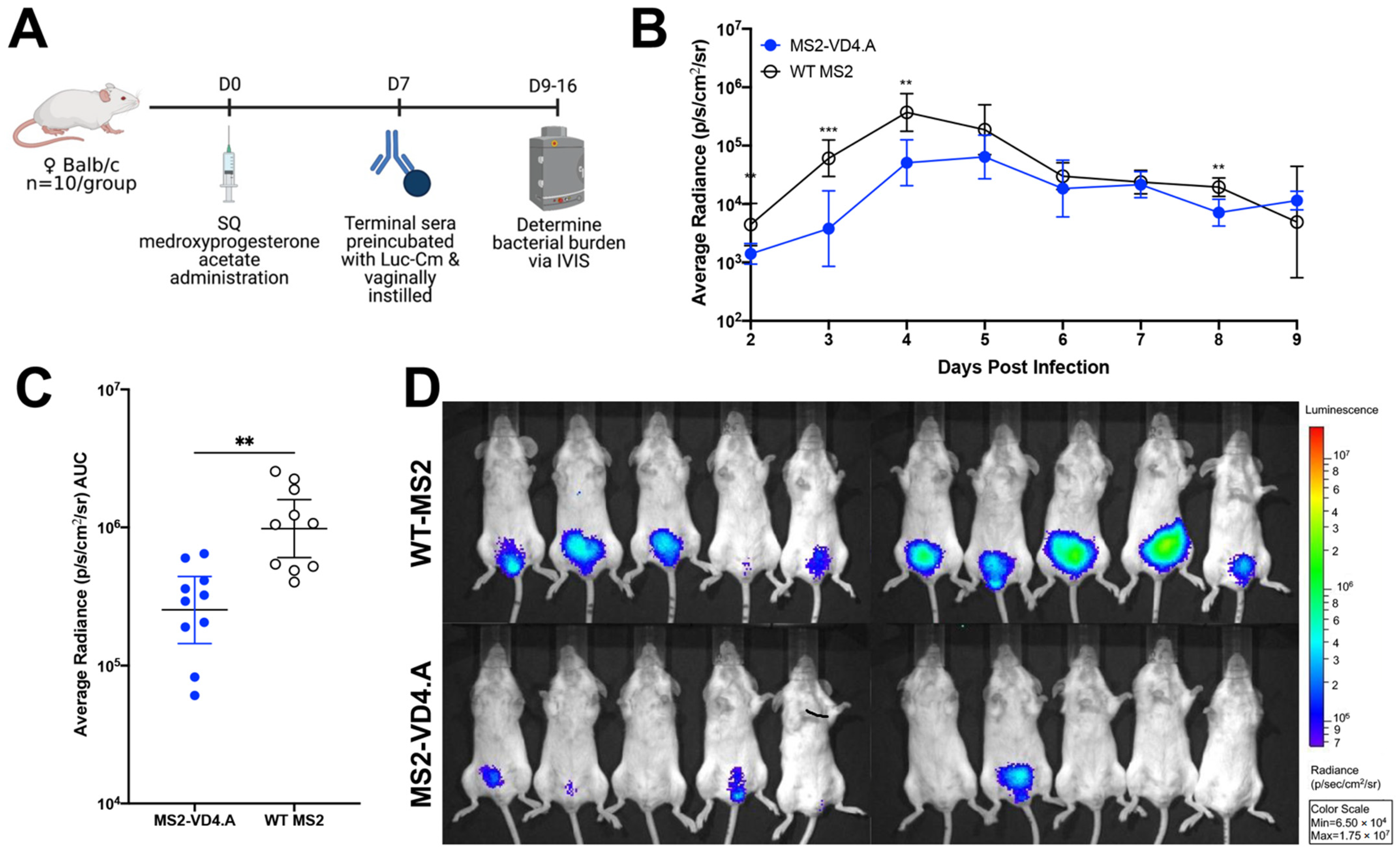 Vaccines 10 00875 g008