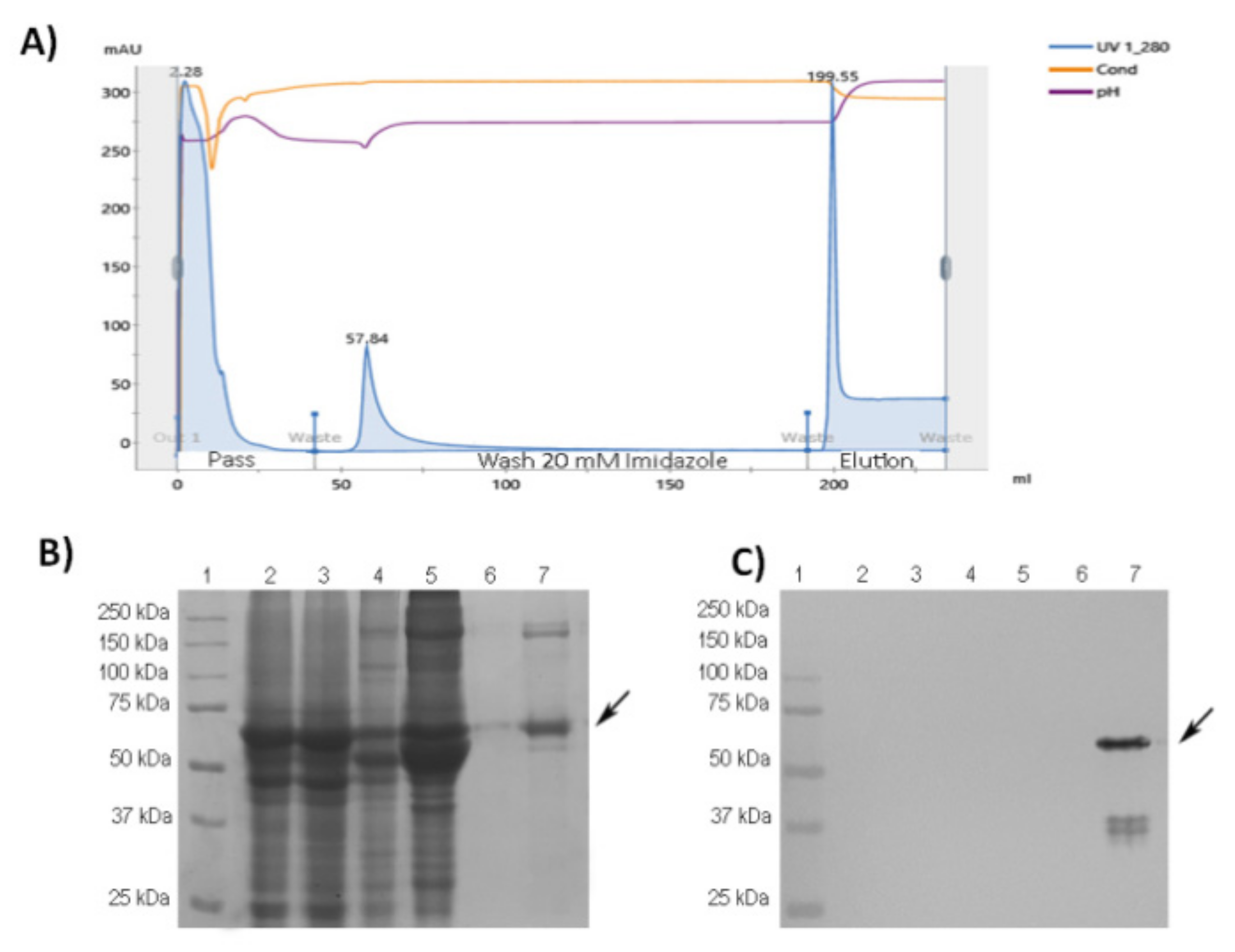 Vaccines 10 00897 g002
