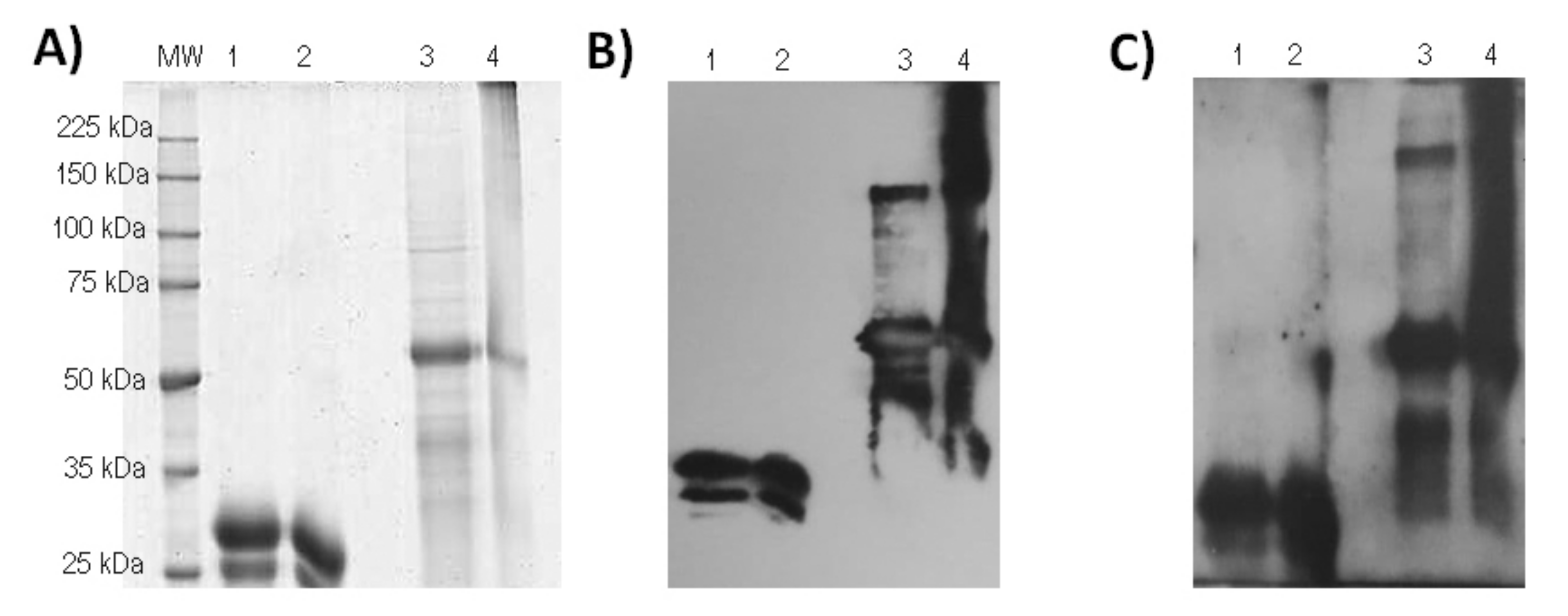 Vaccines 10 00897 g003