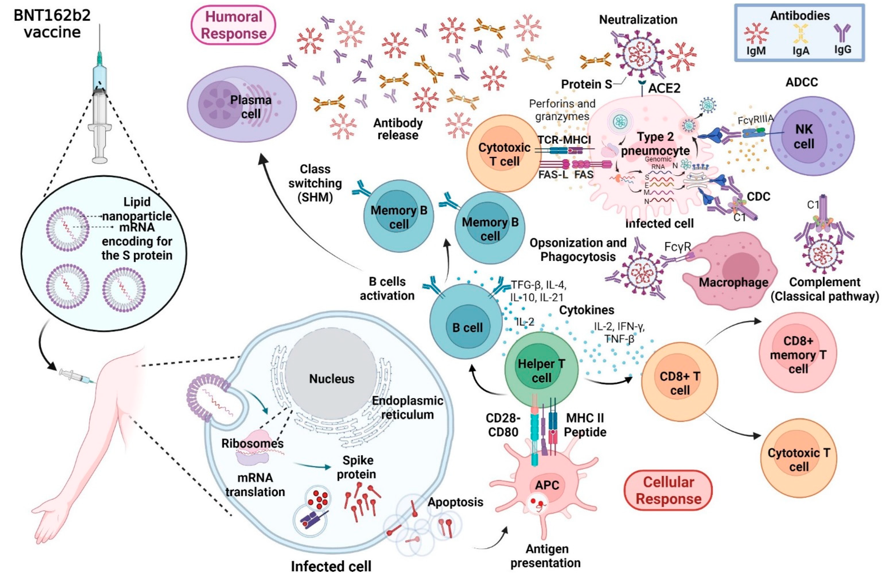 Vaccines 10 00909 g002 550