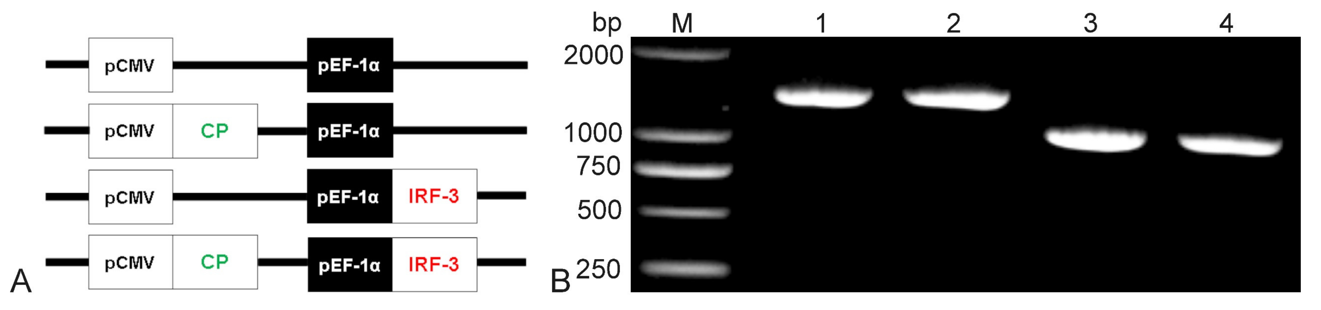 Vaccines 10 00946 g002