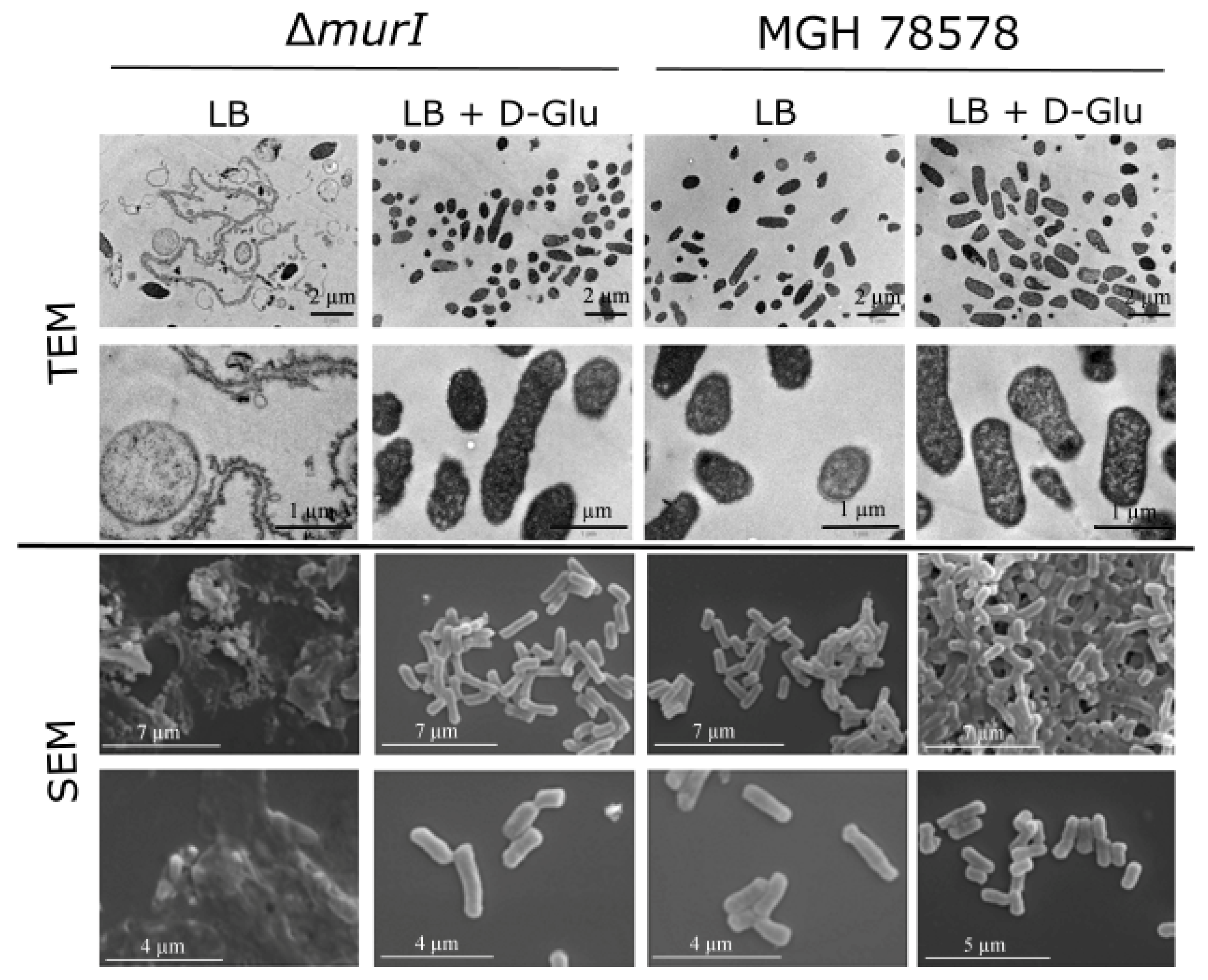 Vaccines 10 00953 g002