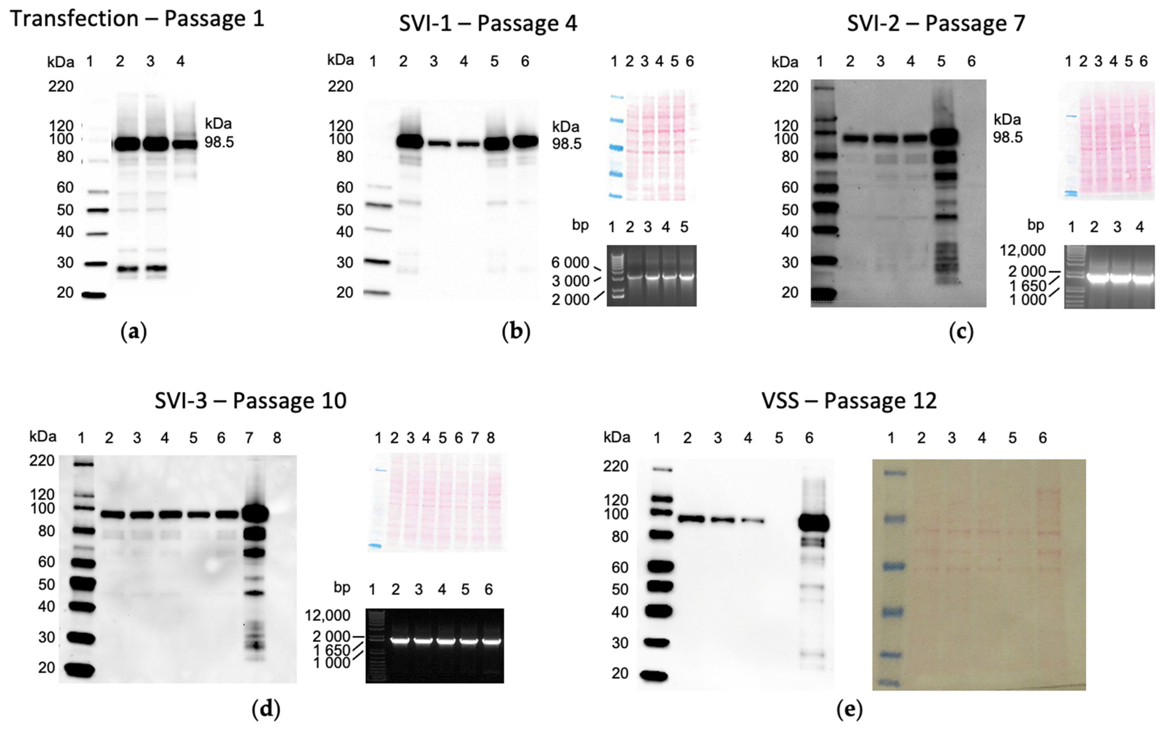 Vaccines 10 00960 g002