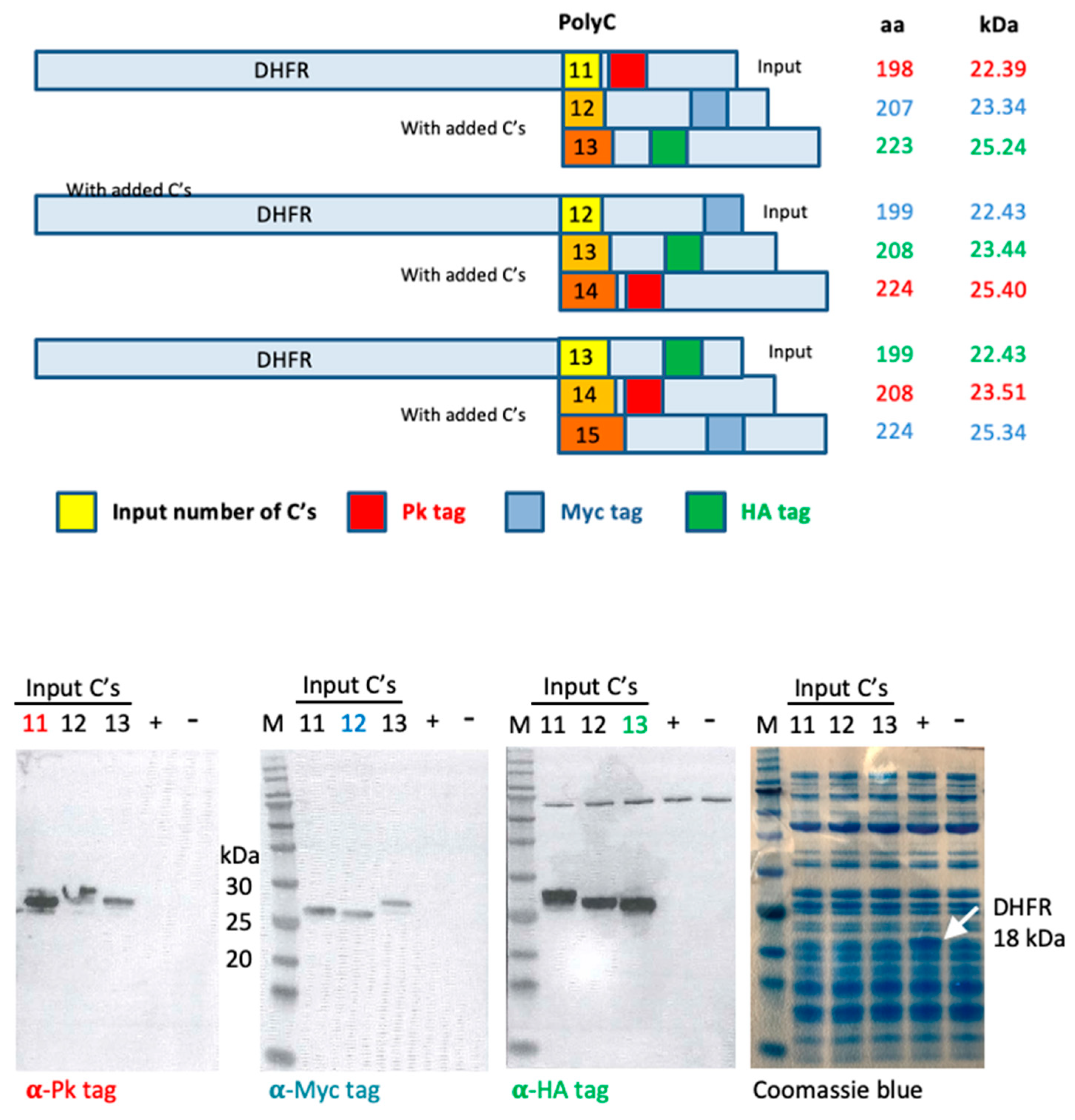 Vaccines 10 00960 g005