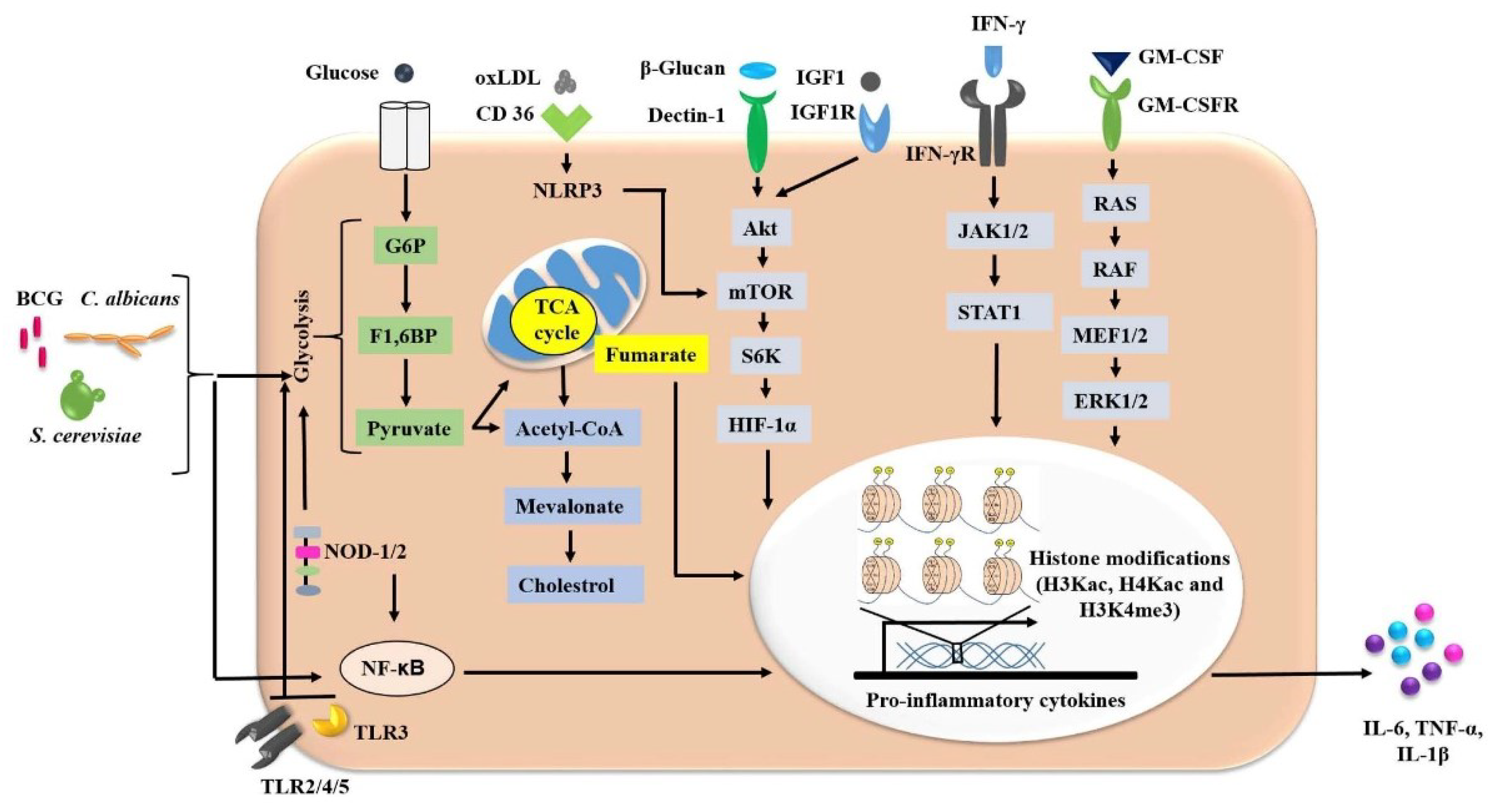 Vaccines 10 01006 g002 Vaccines 10 01006 g002