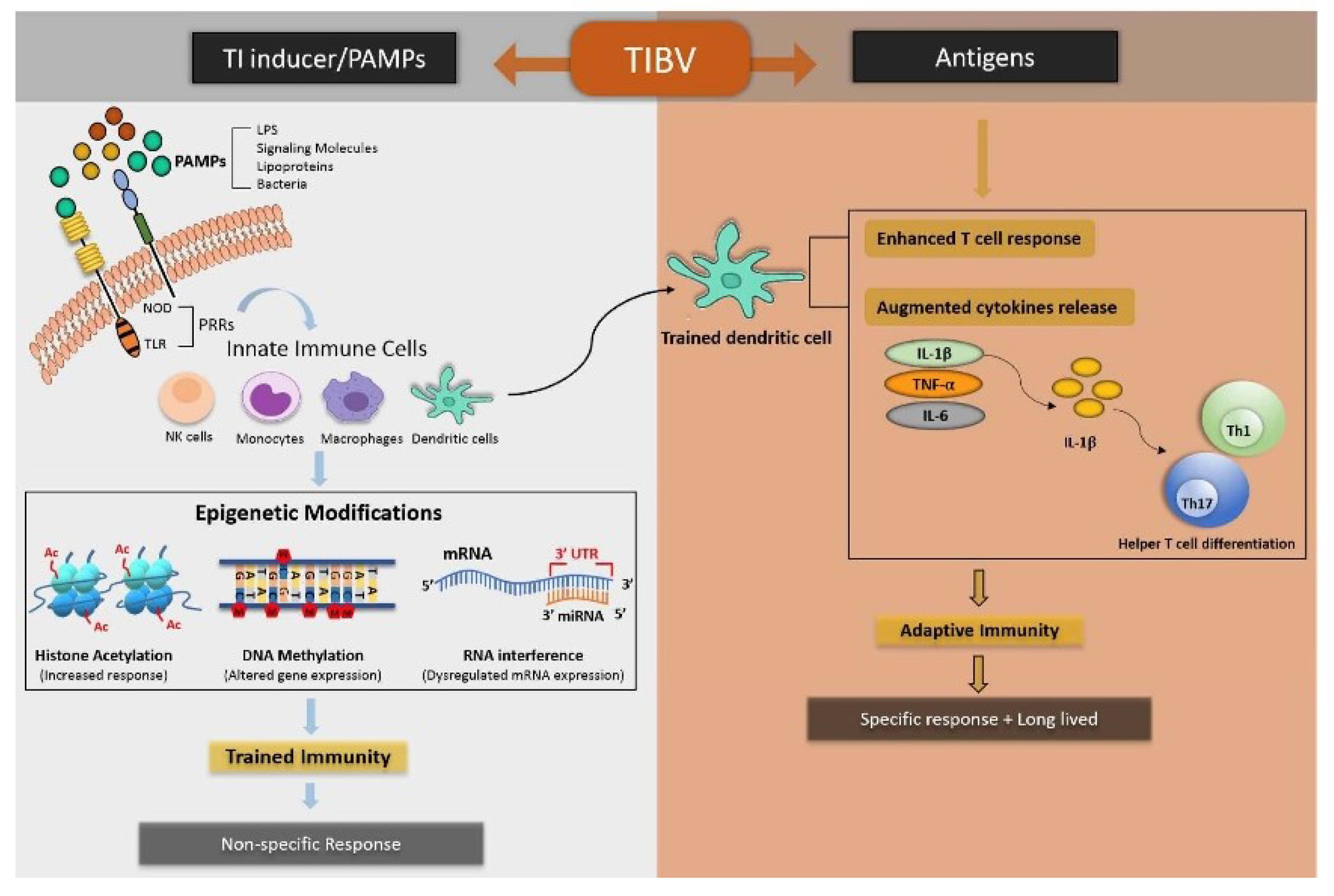 Vaccines 10 01006 g003 Vaccines 10 01006 g003