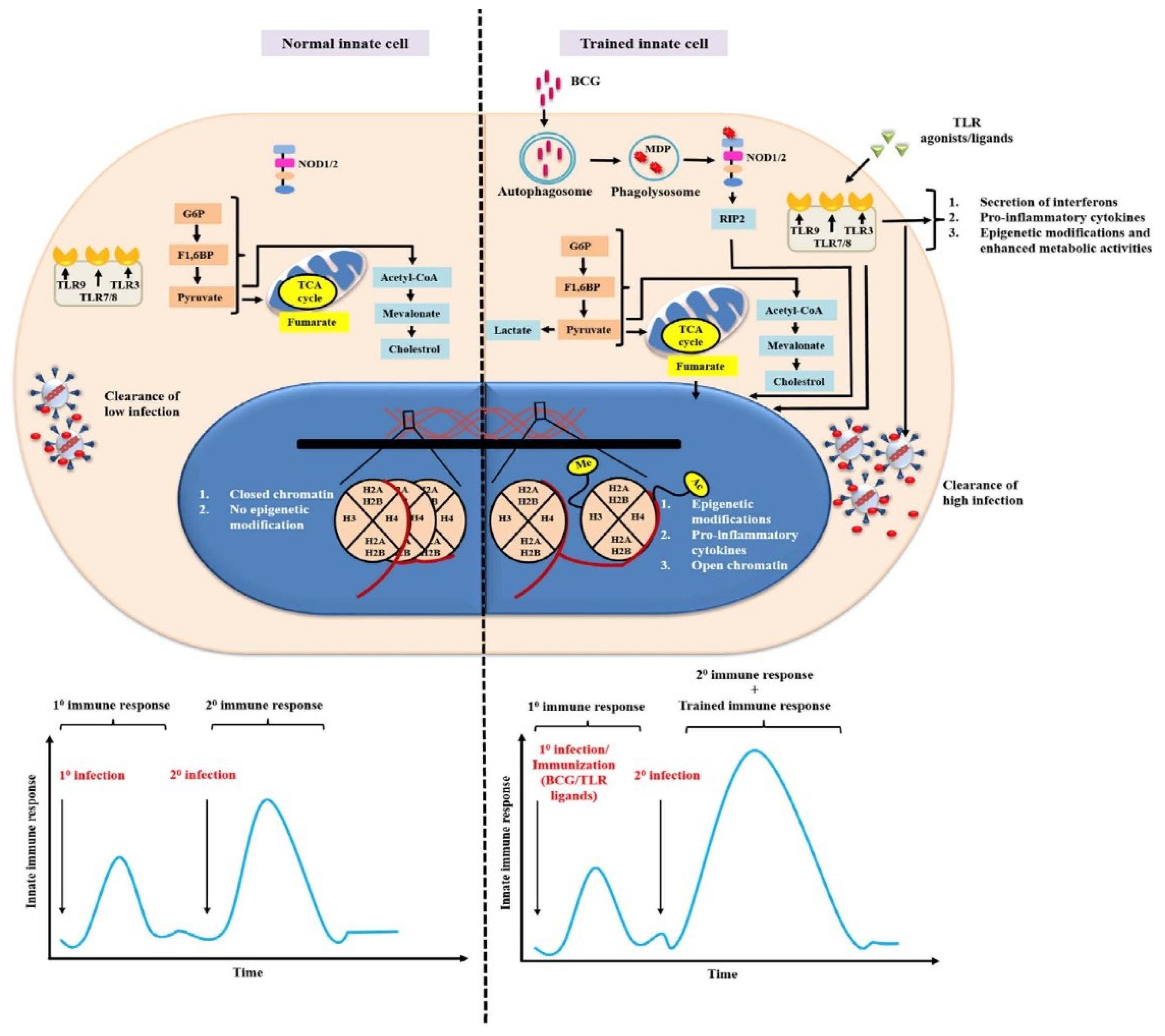Vaccines 10 01006 g004 Vaccines 10 01006 g004