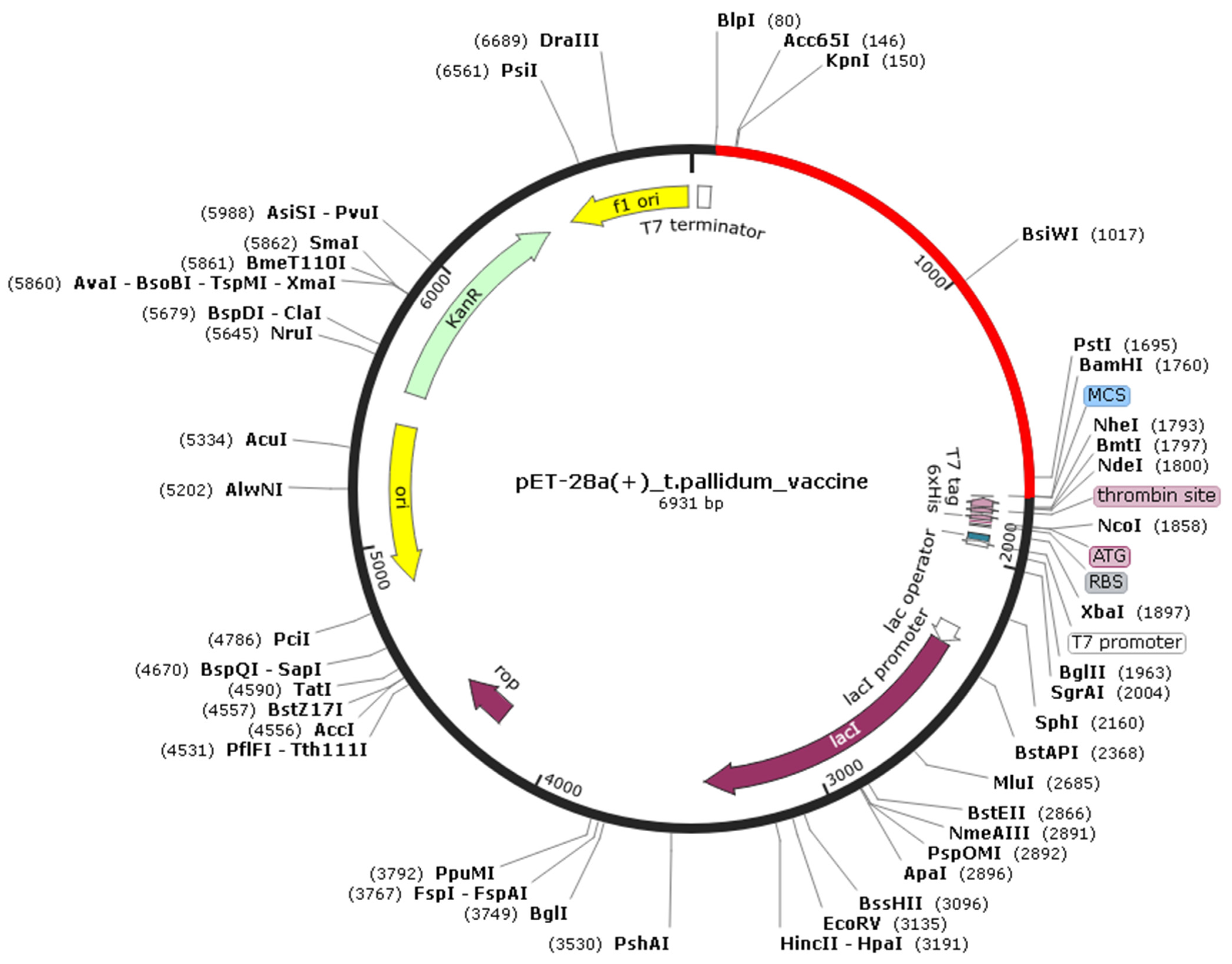 Vaccines 10 01019 g004 550