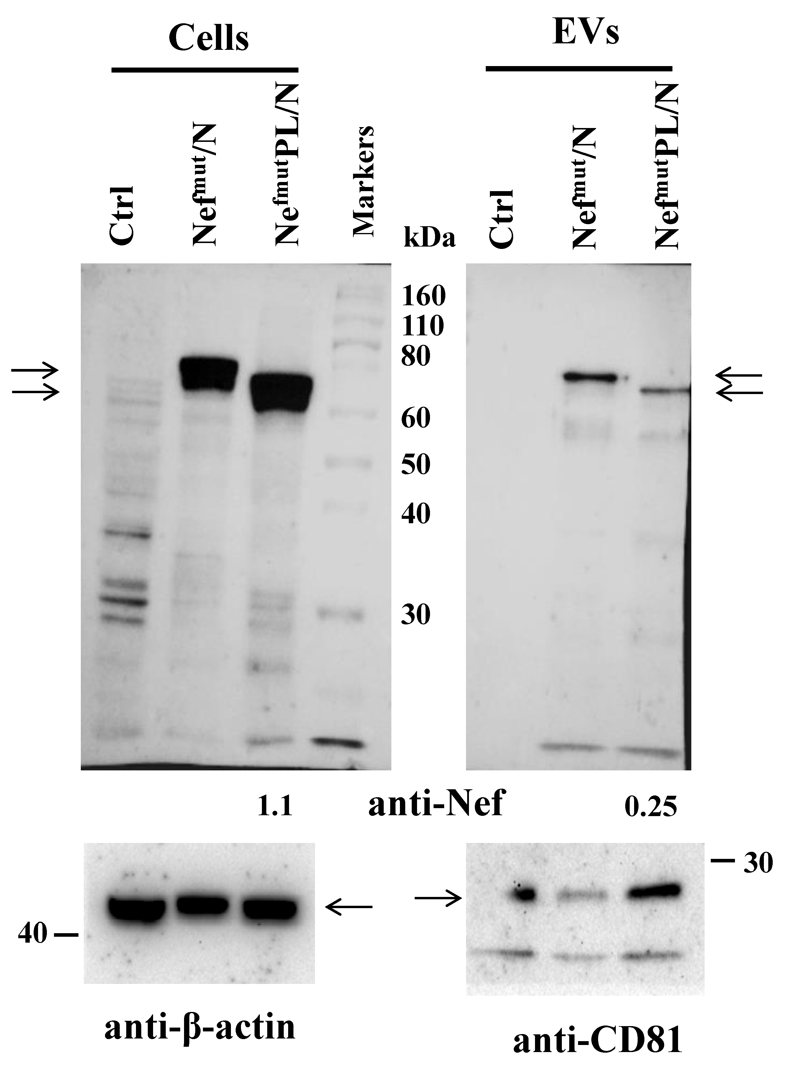 Vaccines 10 01060 g001