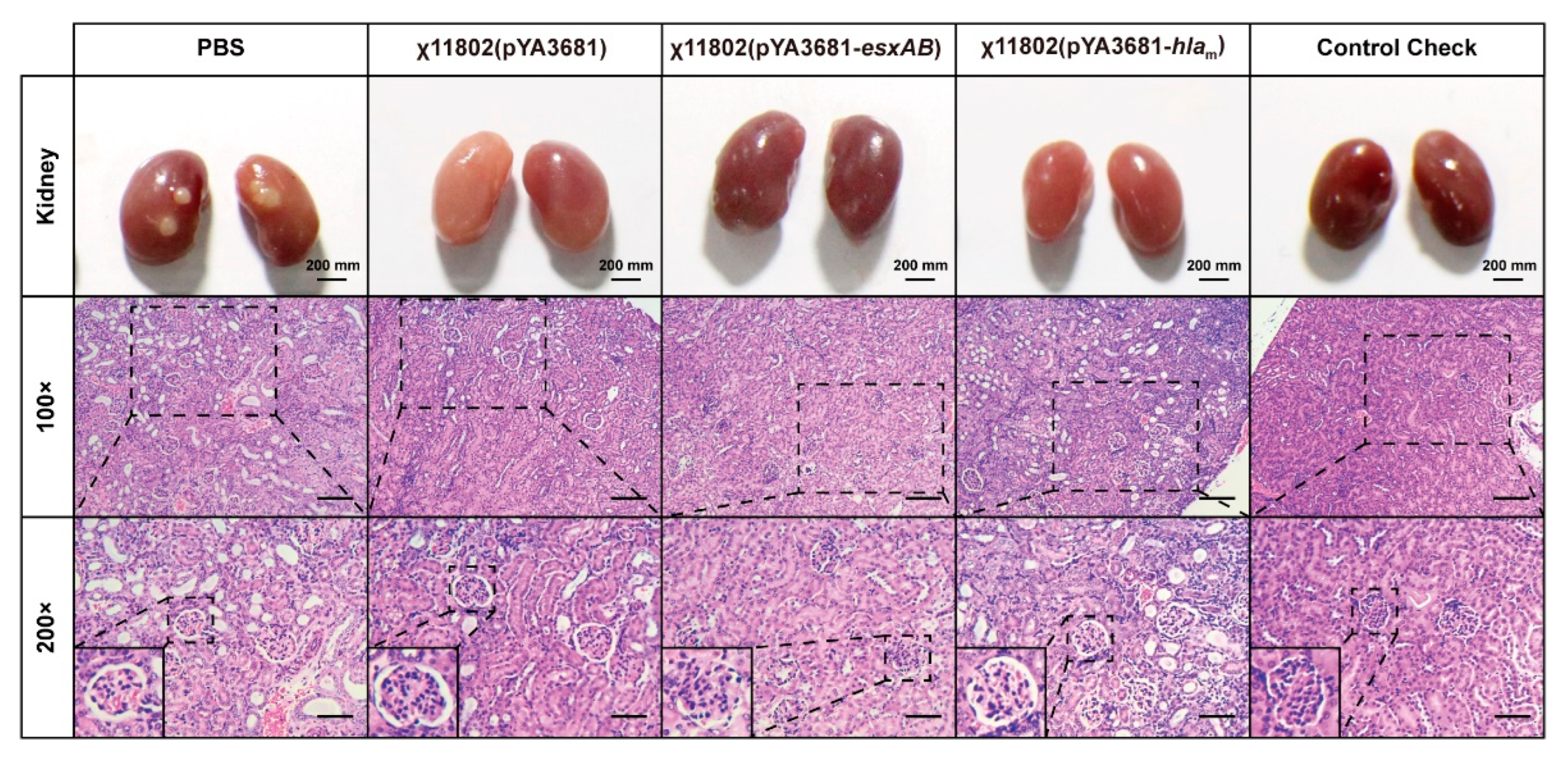 Vaccines 10 01073 g006