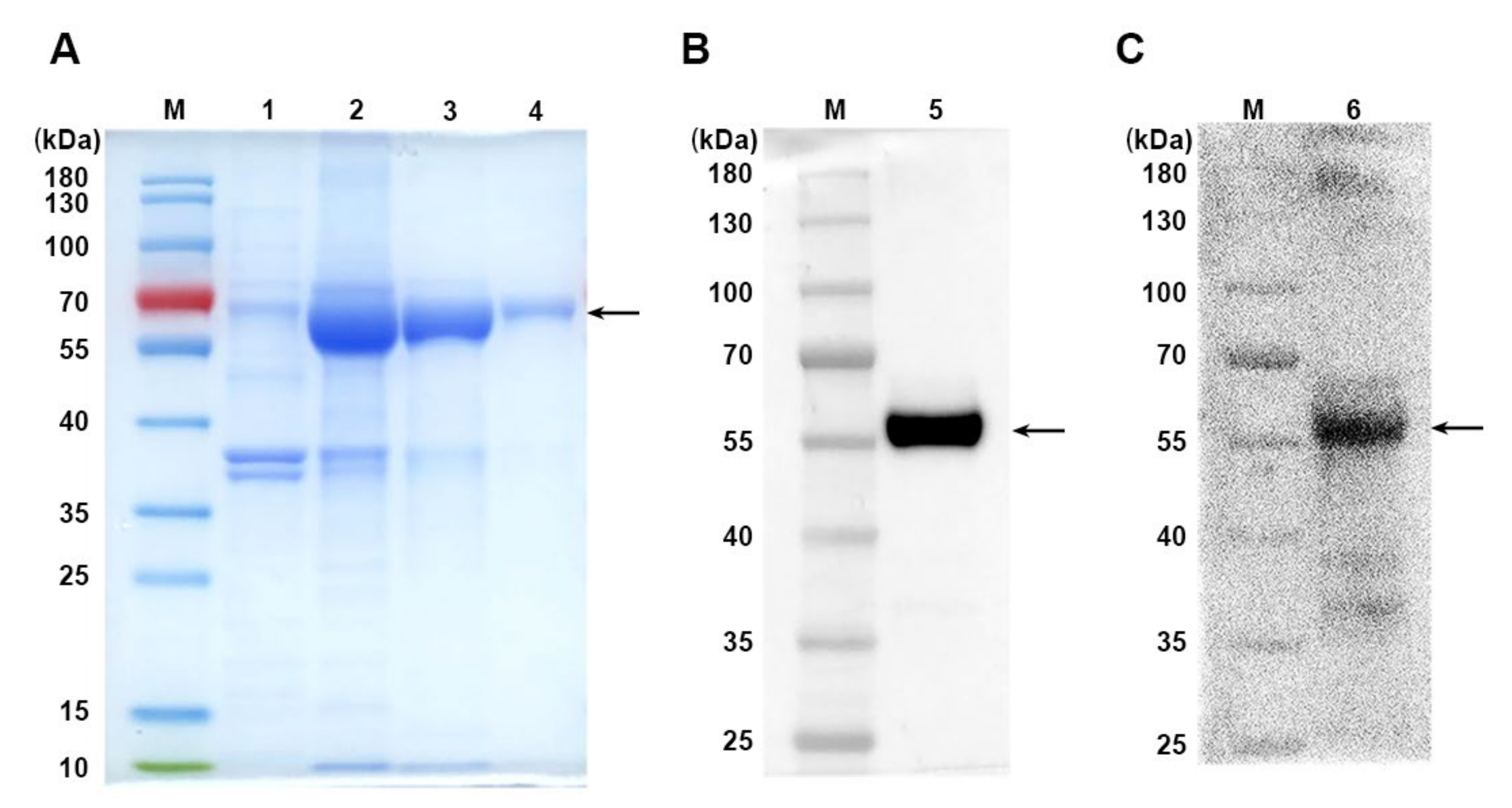 Vaccines 10 01092 g001