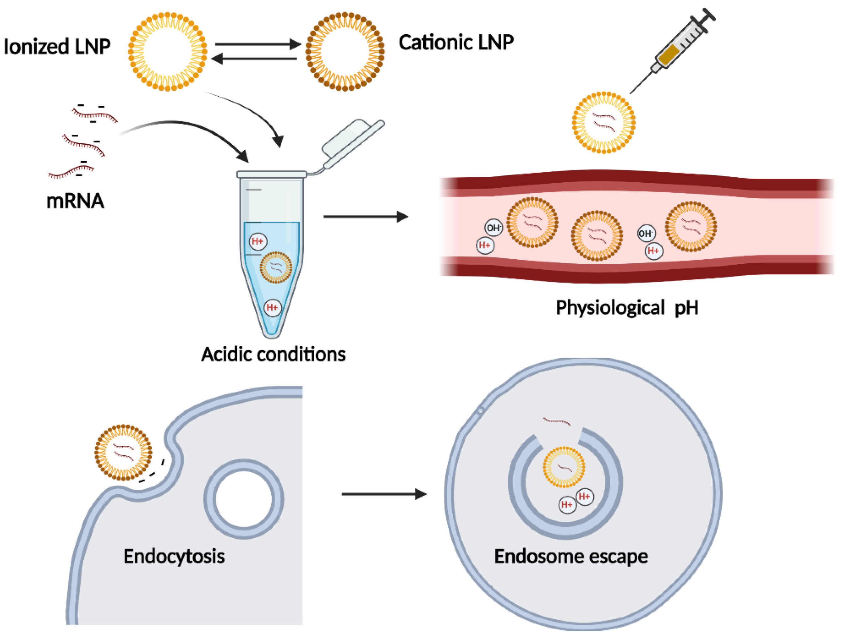 Vaccines 10 01119 g002