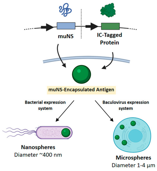 po  Nanoparticle- and Microparticle-Based Vaccines against