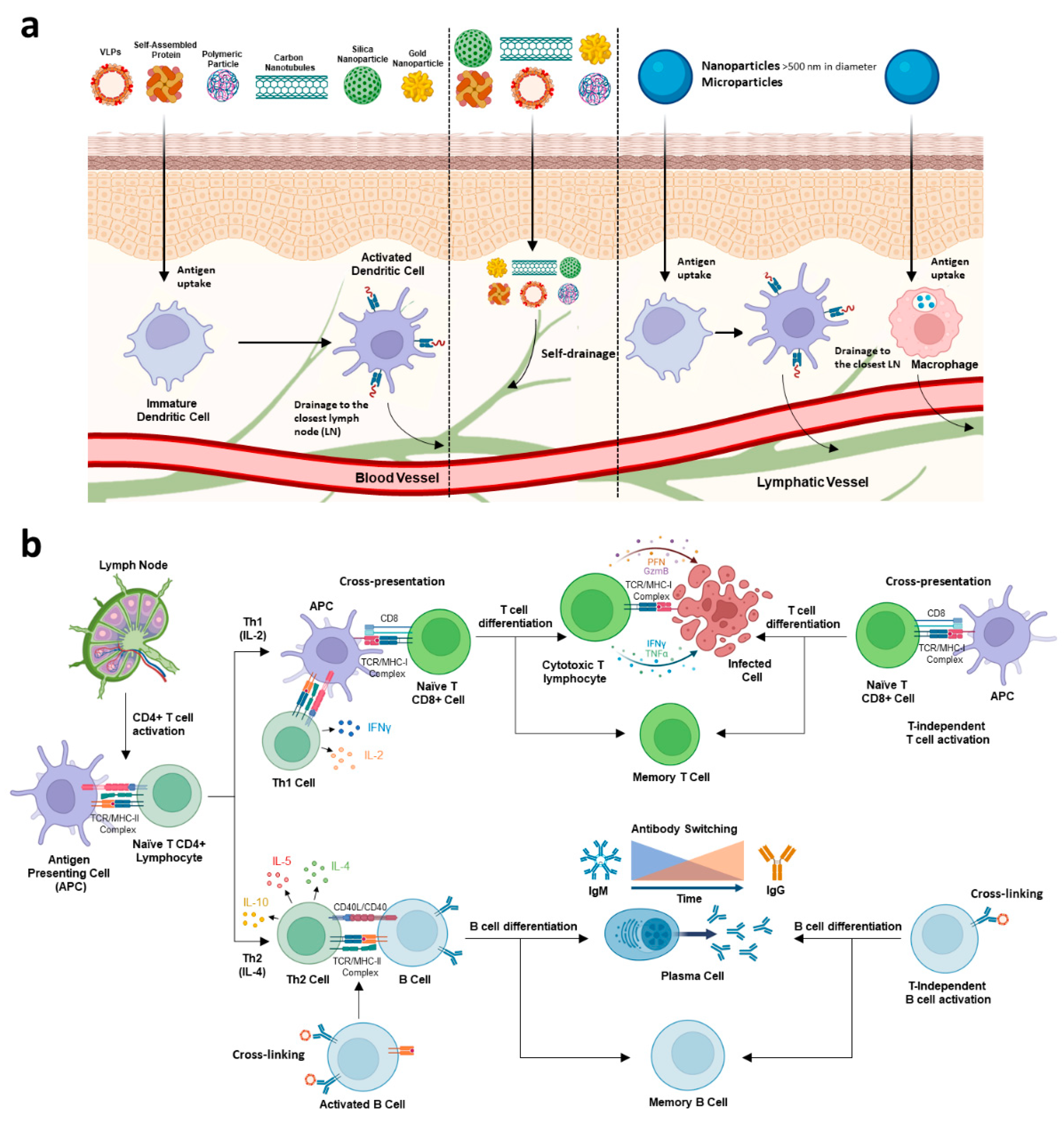 Vaccines 10 01124 g002