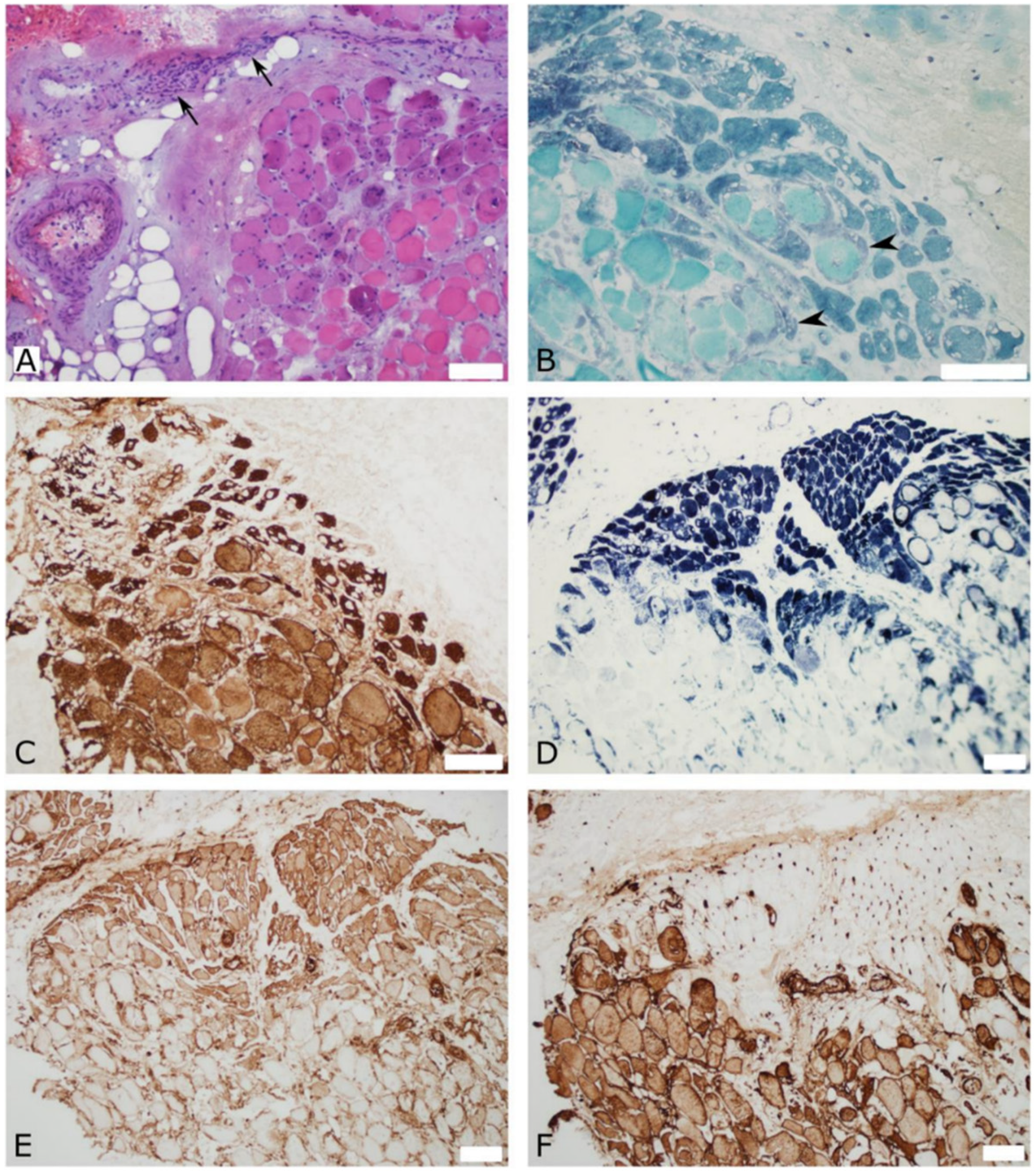 Vaccines 10 01135 g002