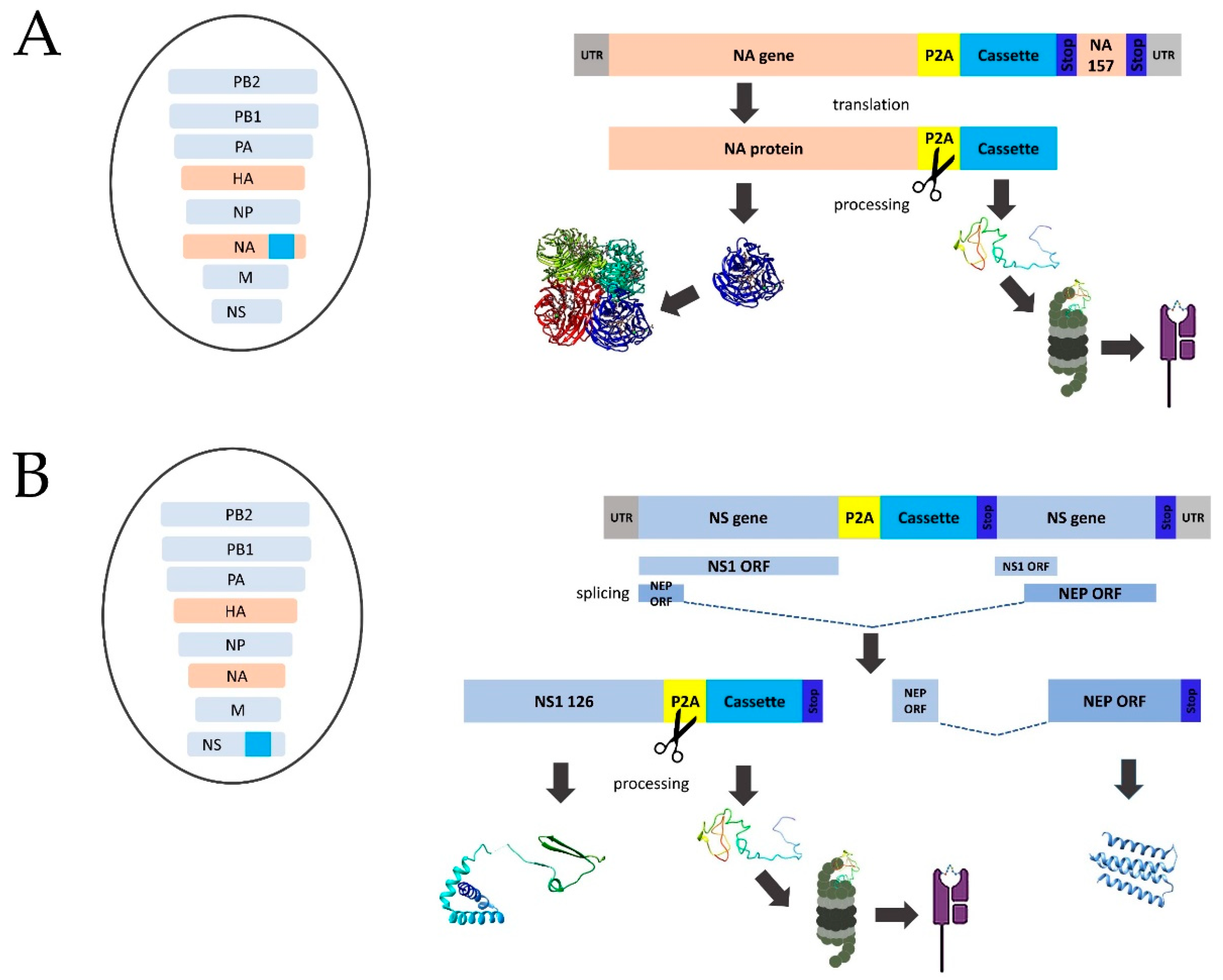 Vaccines 10 01142 g002 Vaccines 10 01142 g002
