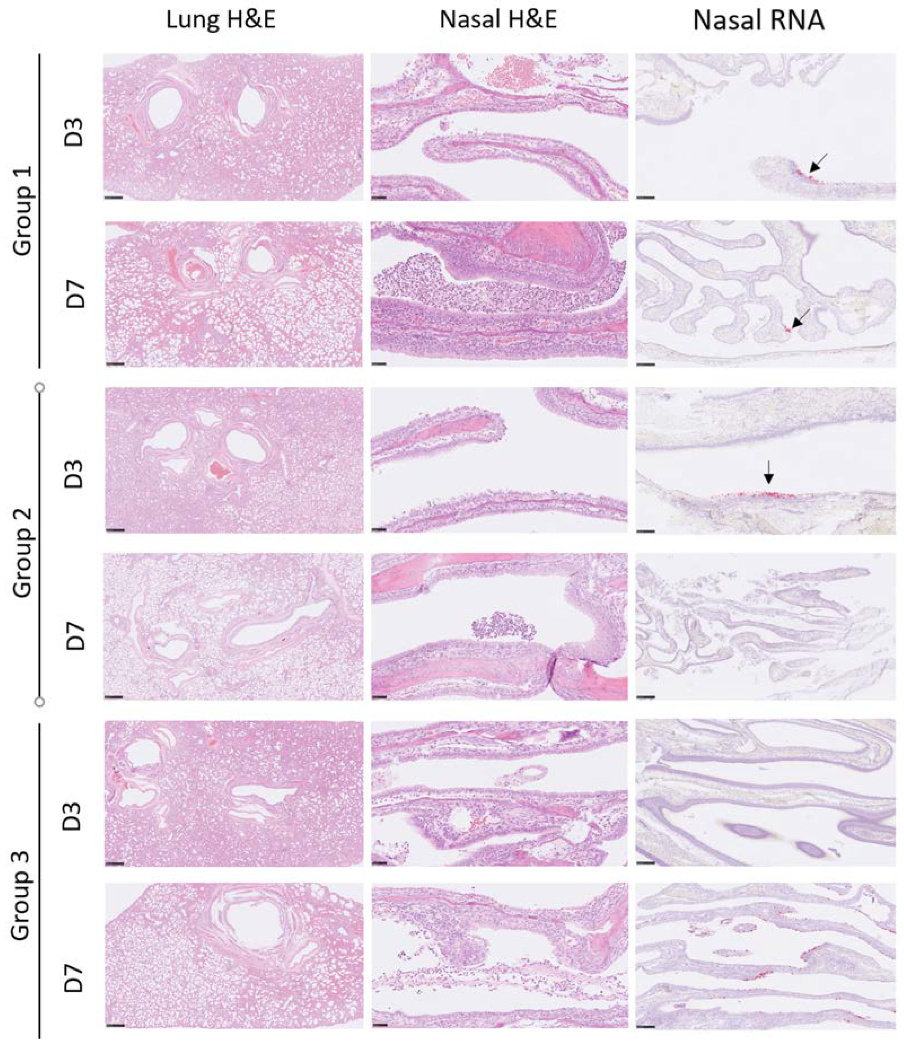 Vaccines 10 01178 g004 550