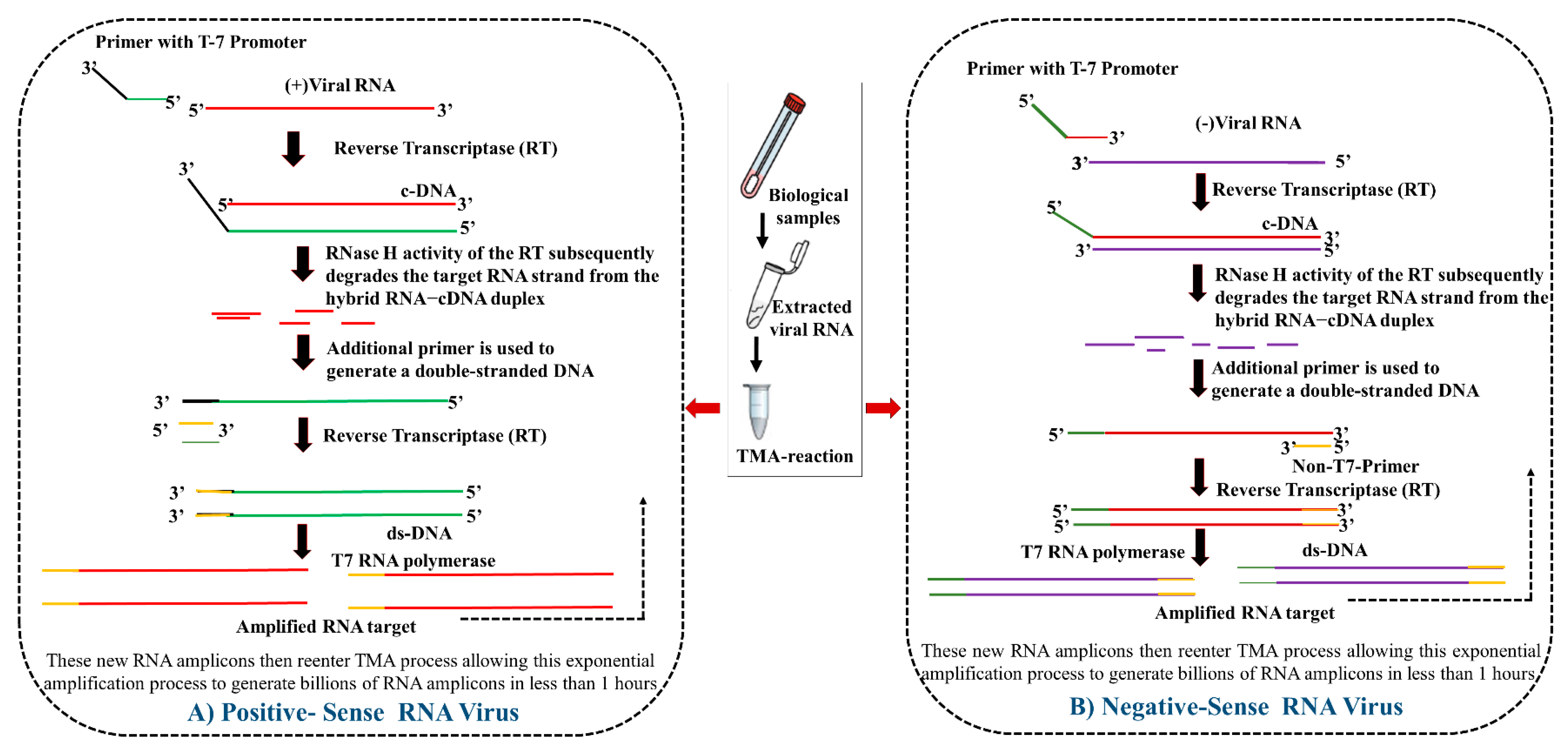 Vaccines 10 01200 g001