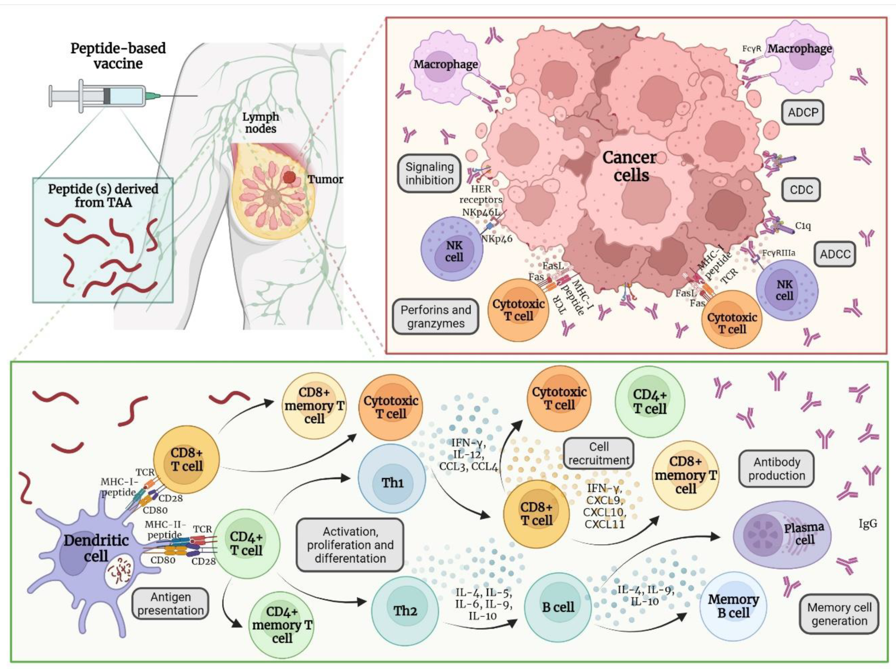 Vaccines 10 01249 g002