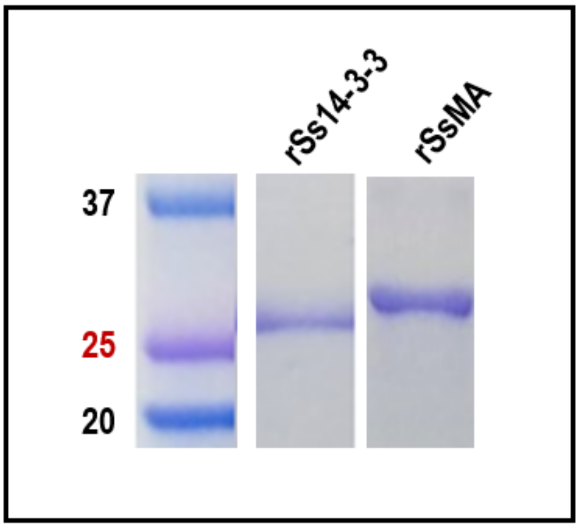 Vaccines 10 01292 g001 Vaccines 10 01292 g001