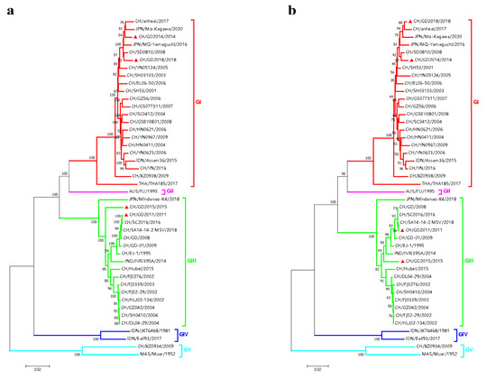 Aa Genomic Characteristics and E Protein Bioinformatics