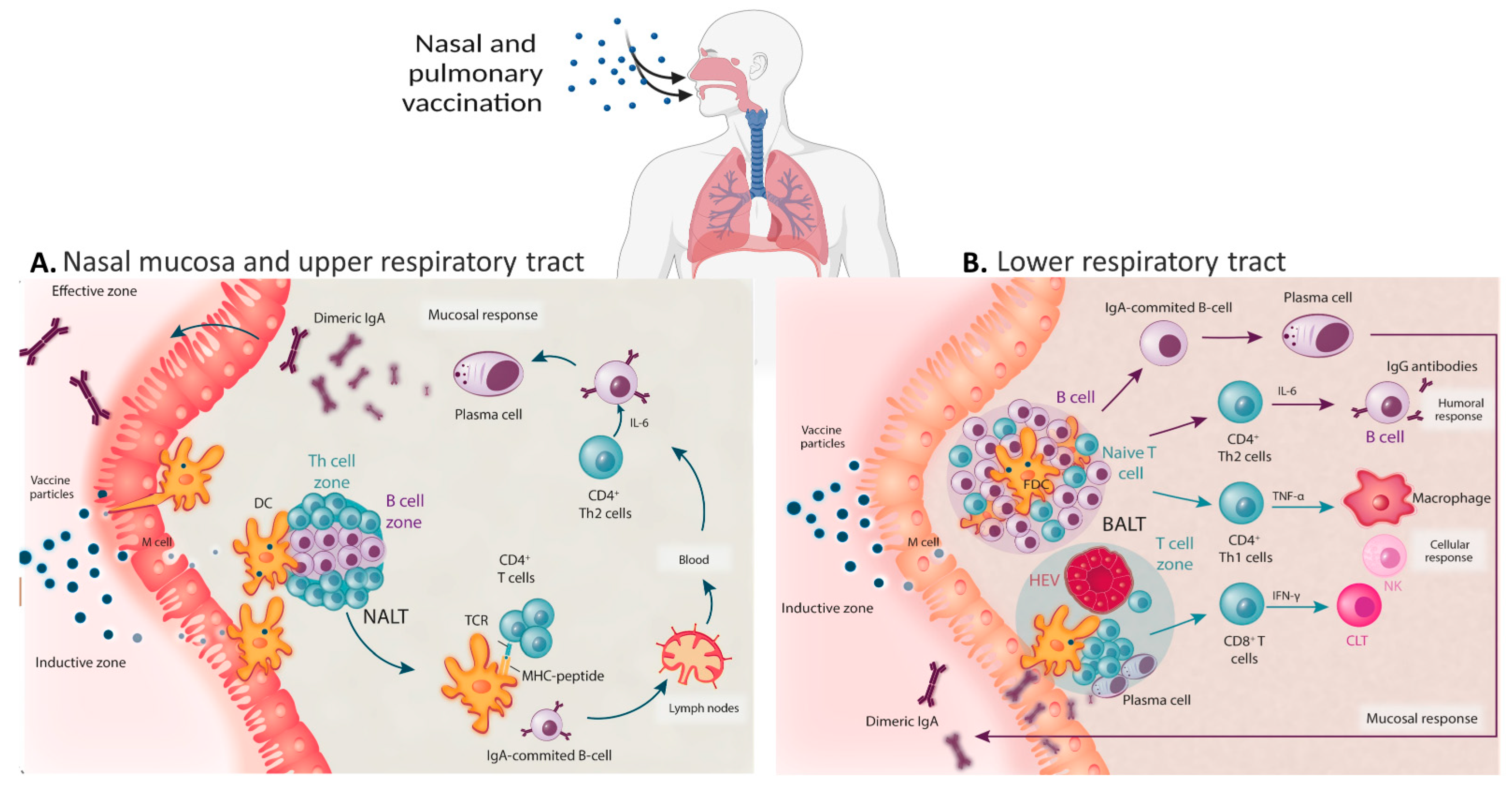 Vaccines 10 01309 g001