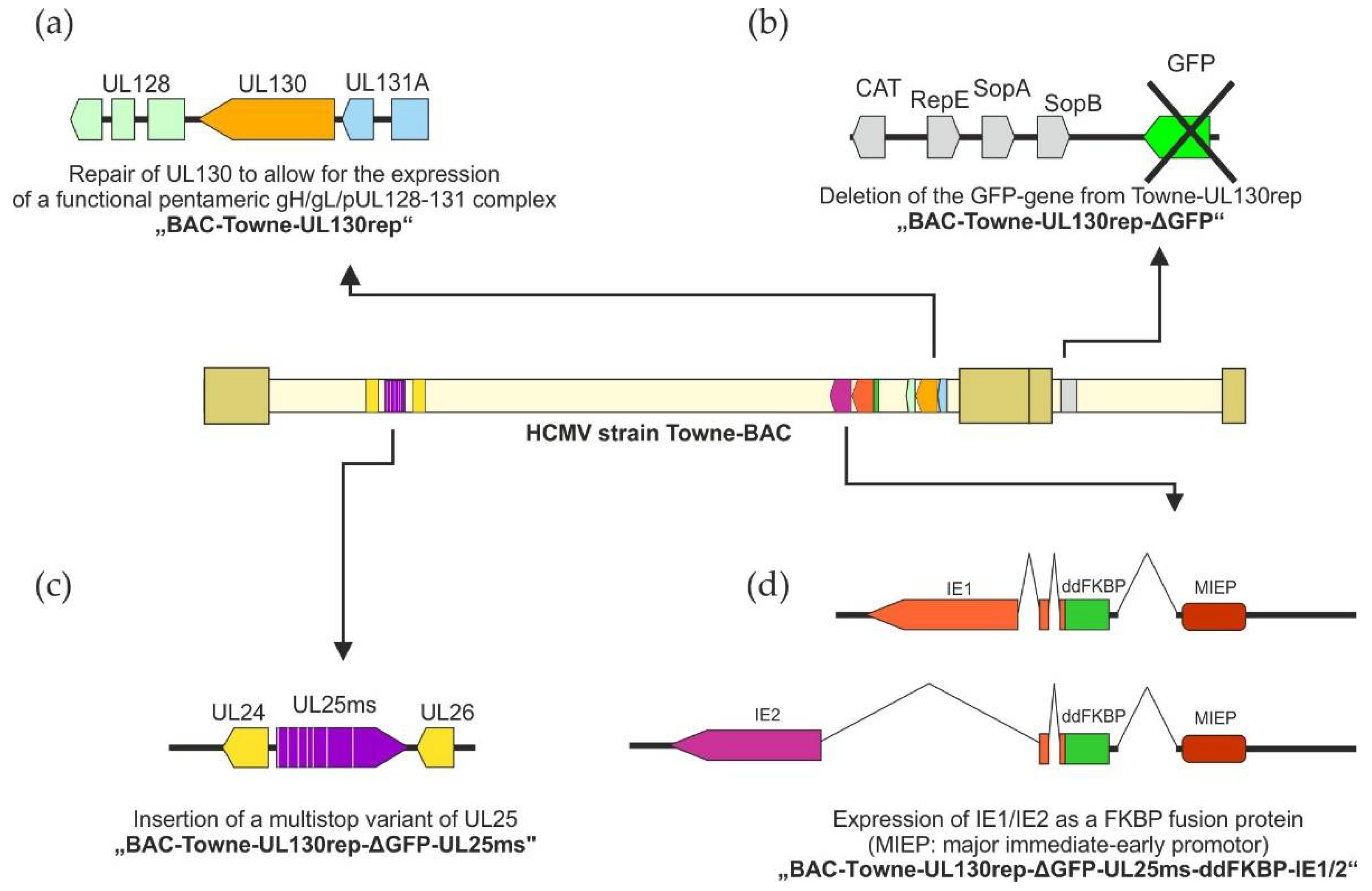 Vaccines 10 01326 g001 Vaccines 10 01326 g001