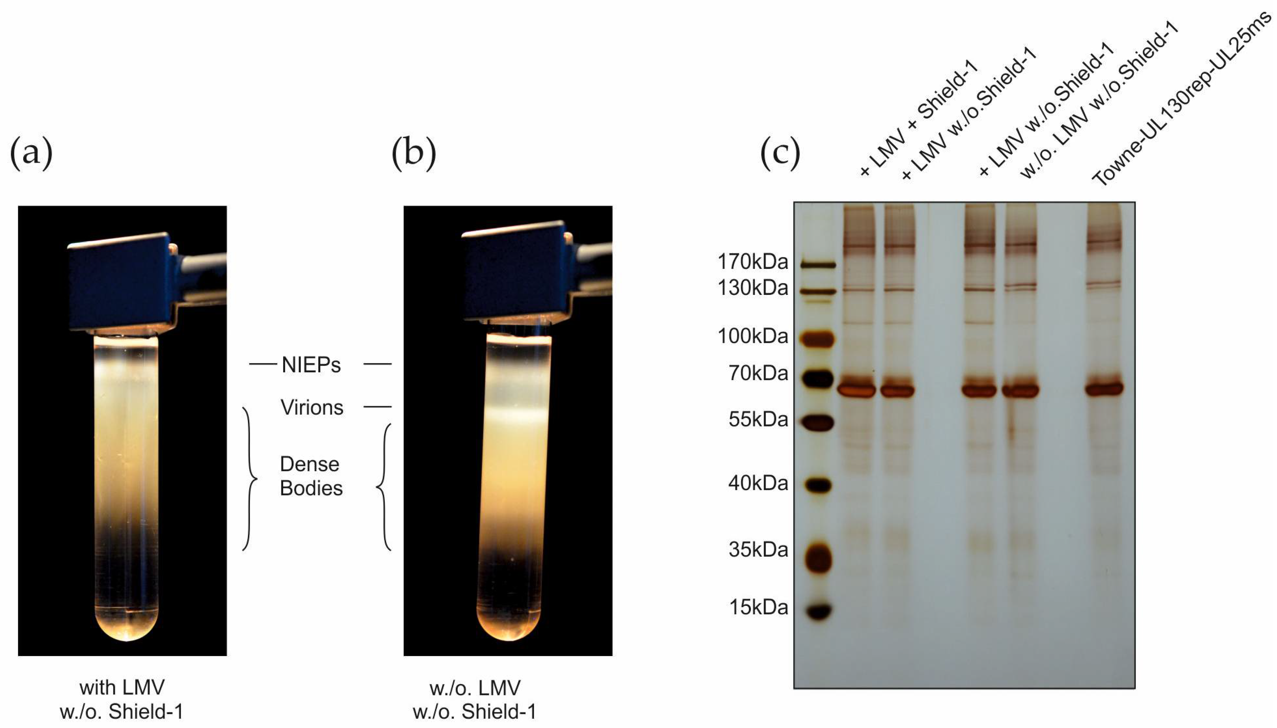 Vaccines 10 01326 g008 Vaccines 10 01326 g008