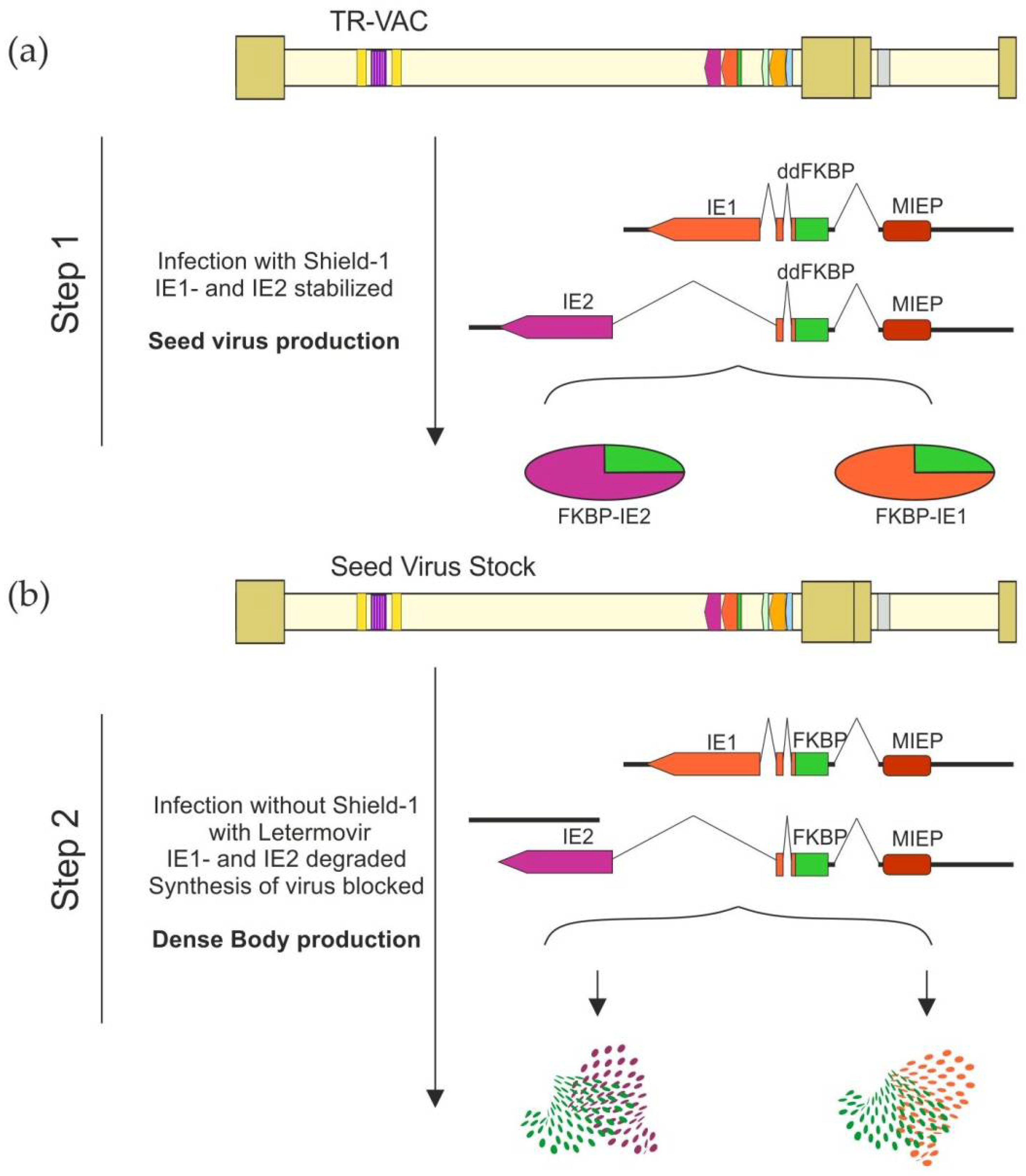 Vaccines 10 01326 g010 Vaccines 10 01326 g010