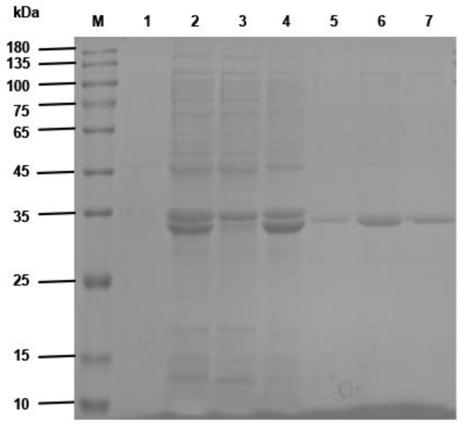 Vaccines 10 01335 g005