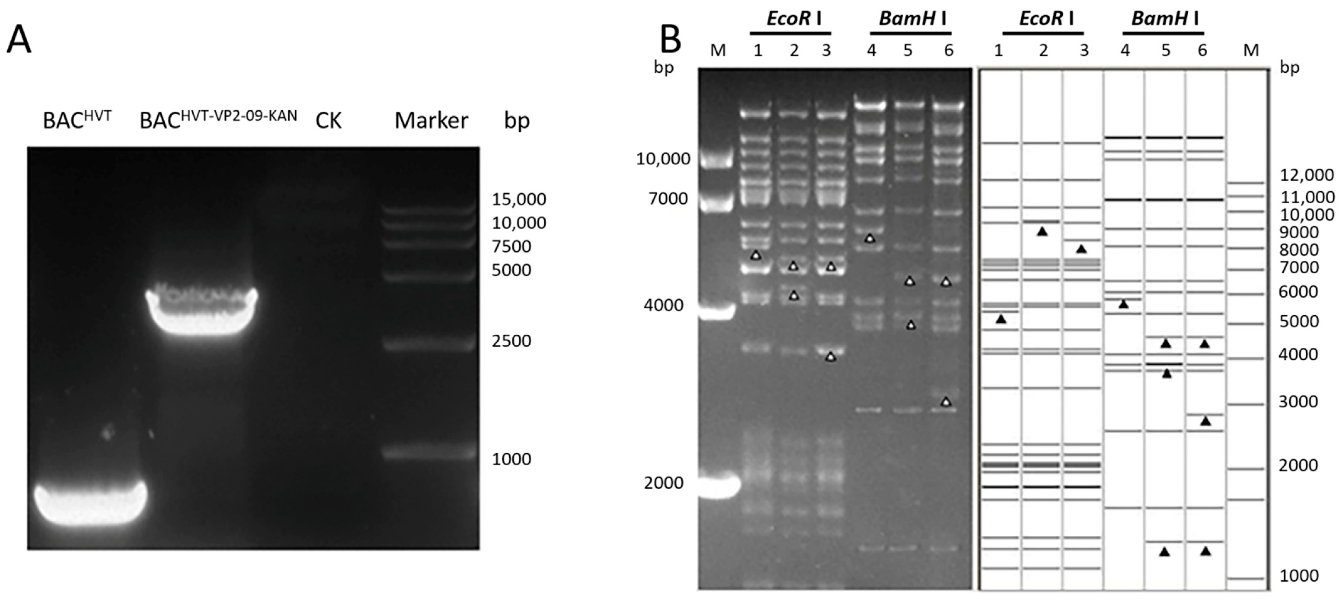 Vaccines | Free Full-Text | Construction of a Novel Infectious Clone of ...