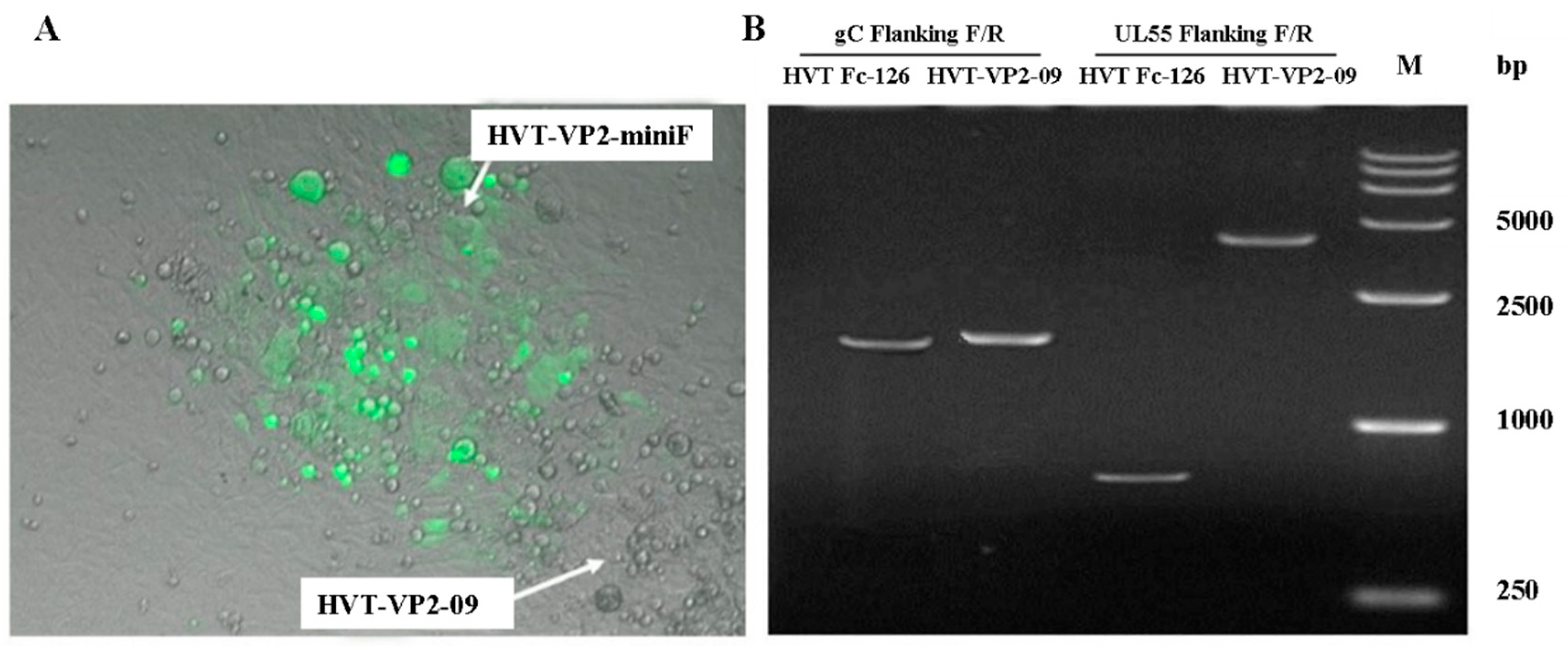 Vaccines 10 01391 g004 Vaccines 10 01391 g004