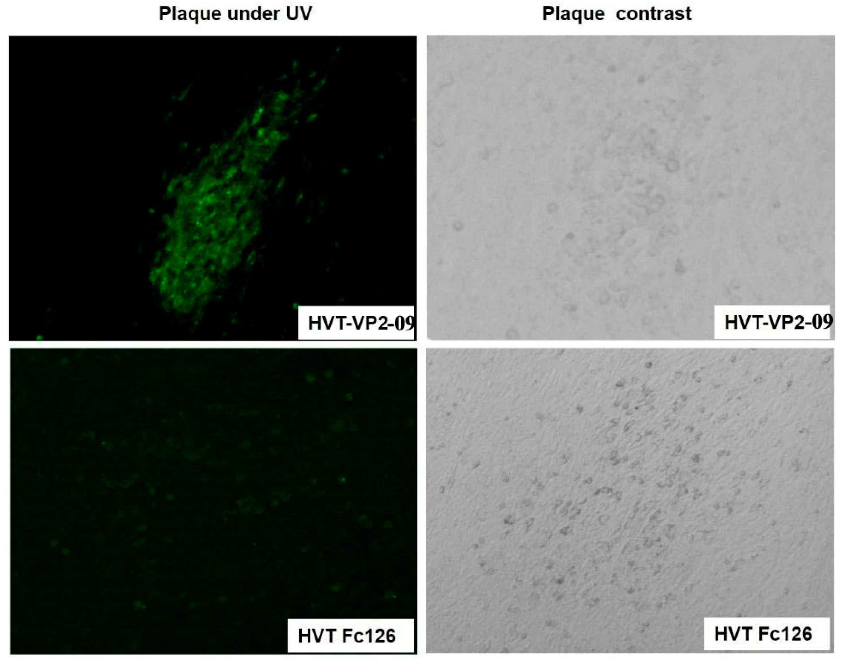 Vaccines | Free Full-Text | Construction of a Novel Infectious Clone of ...