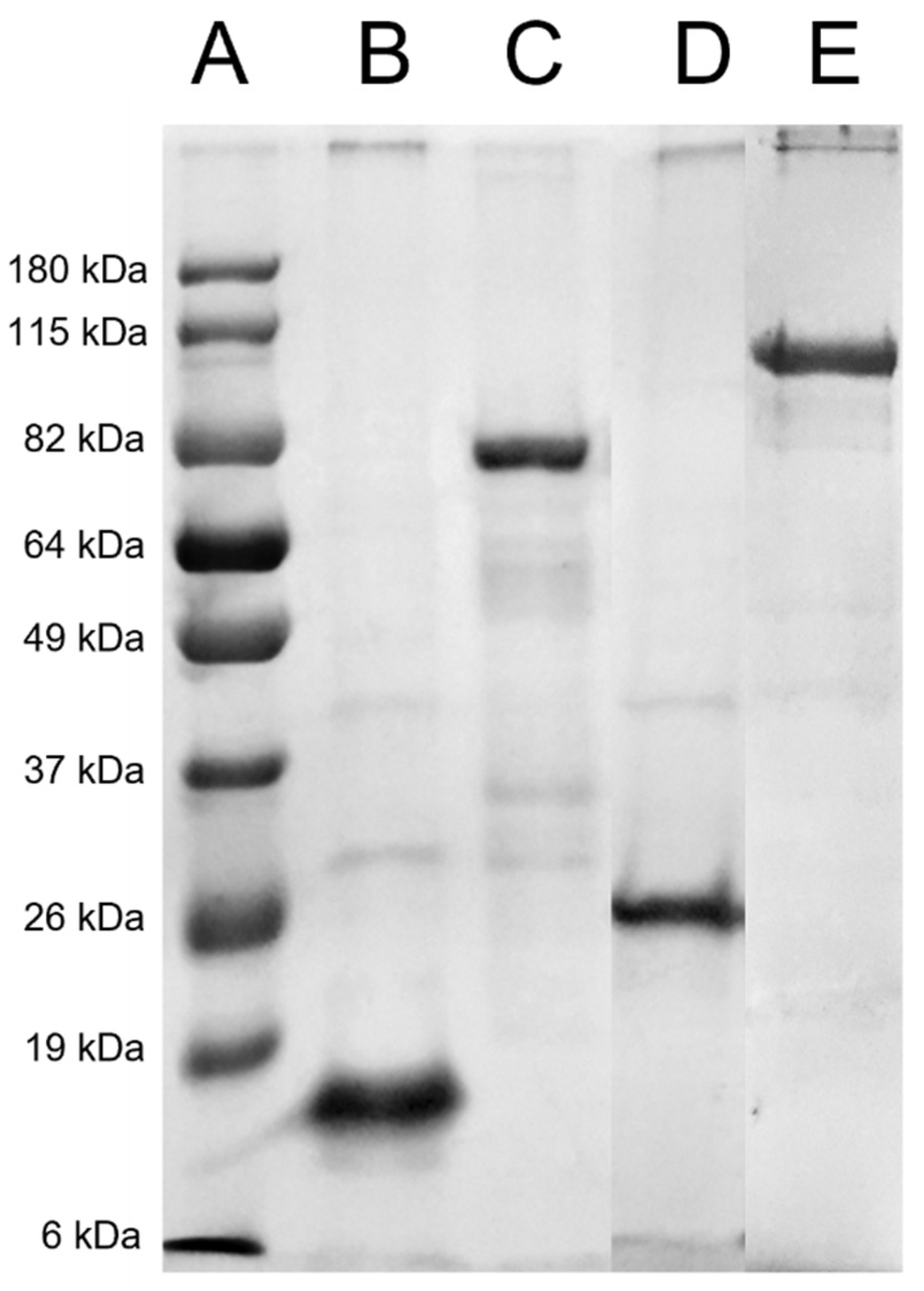 Vaccines 10 01406 g001 Vaccines 10 01406 g001