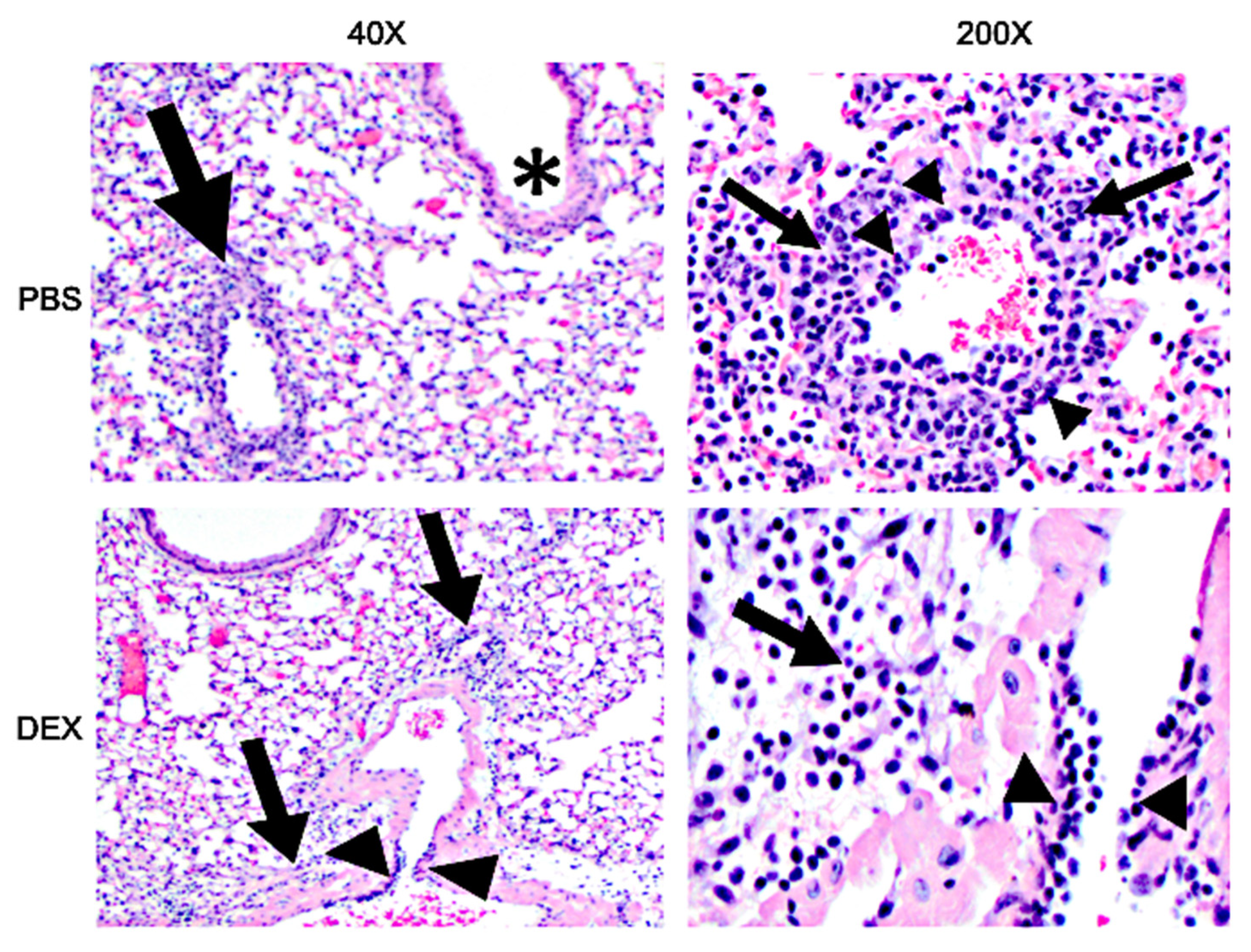 Vaccines 10 01440 g007 Vaccines 10 01440 g007