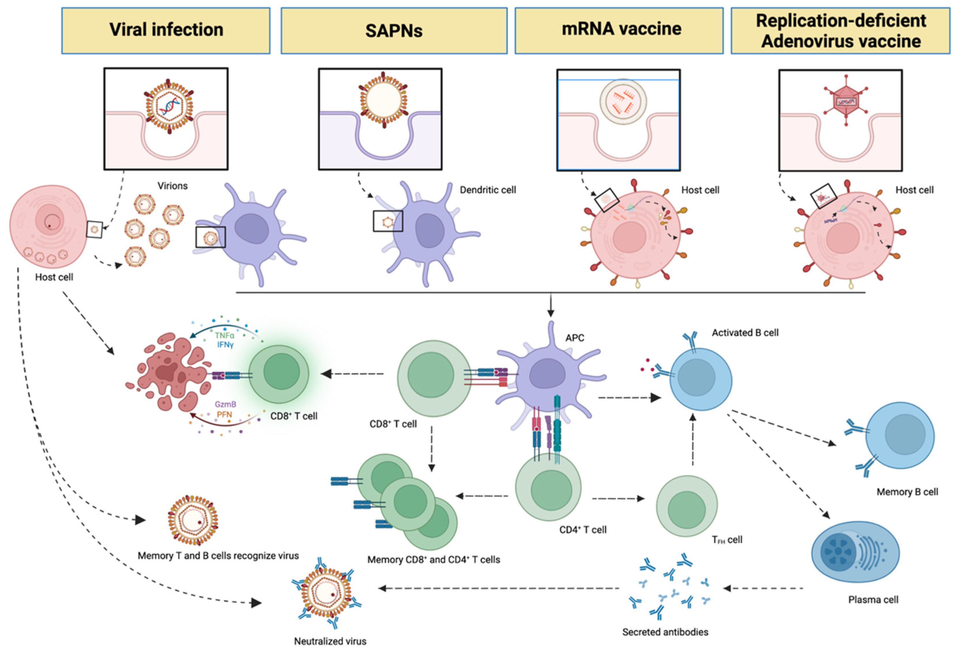 Vaccines 10 01447 g002 550