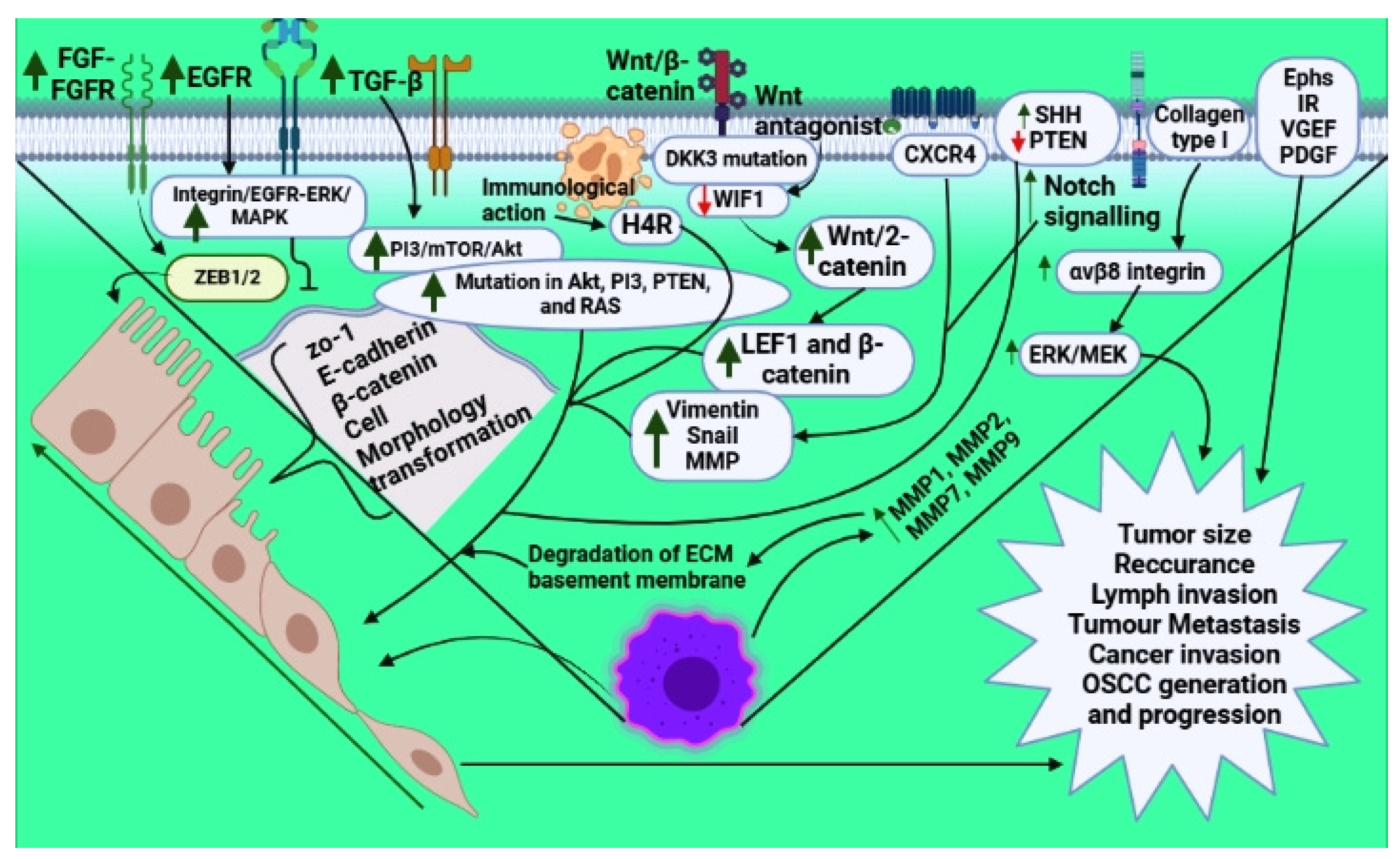 Vaccines 10 01490 g001 Vaccines 10 01490 g001