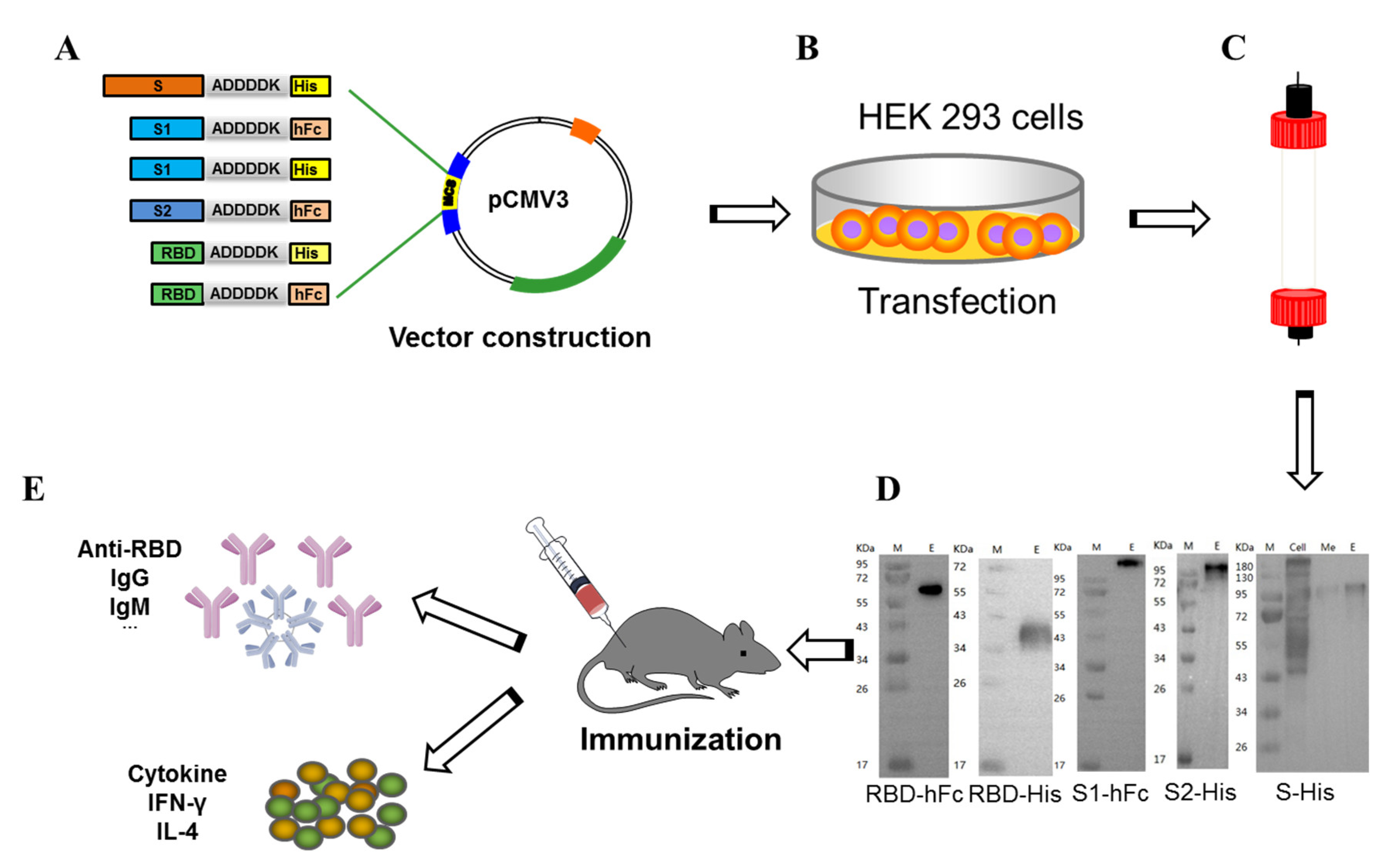 Vaccines Free FullText Human FcConjugated Receptor Binding Domain