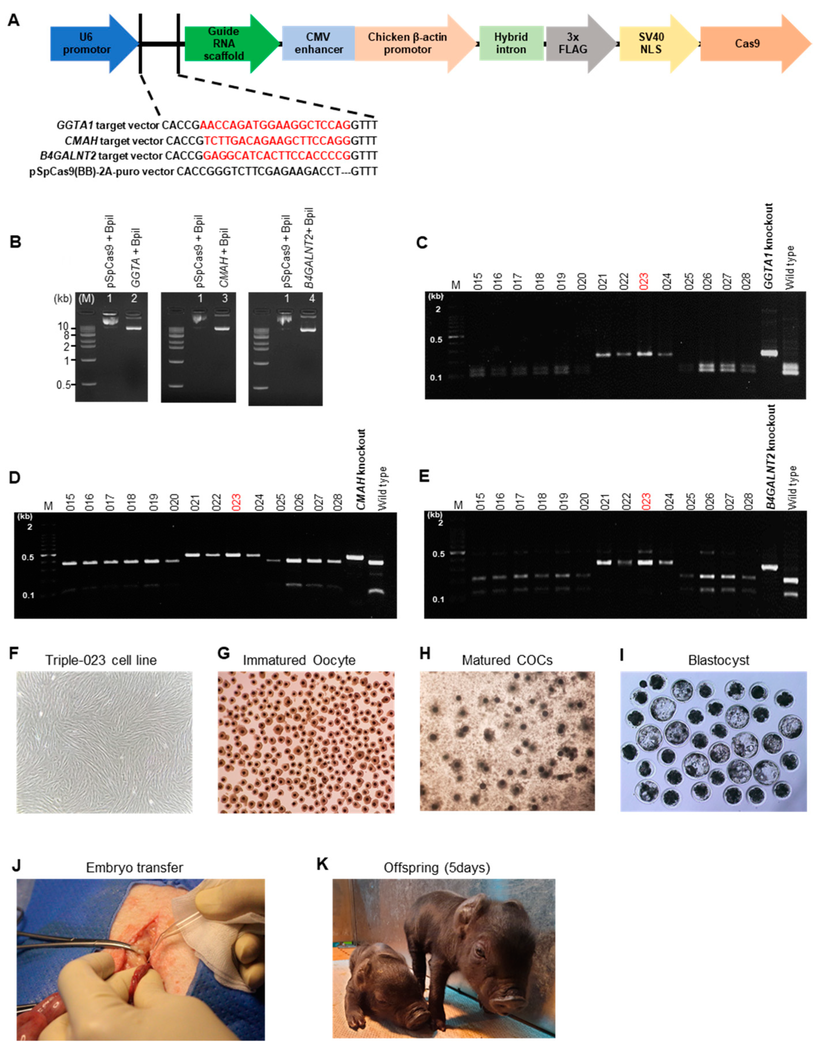 Vaccines 10 01503 g002 550