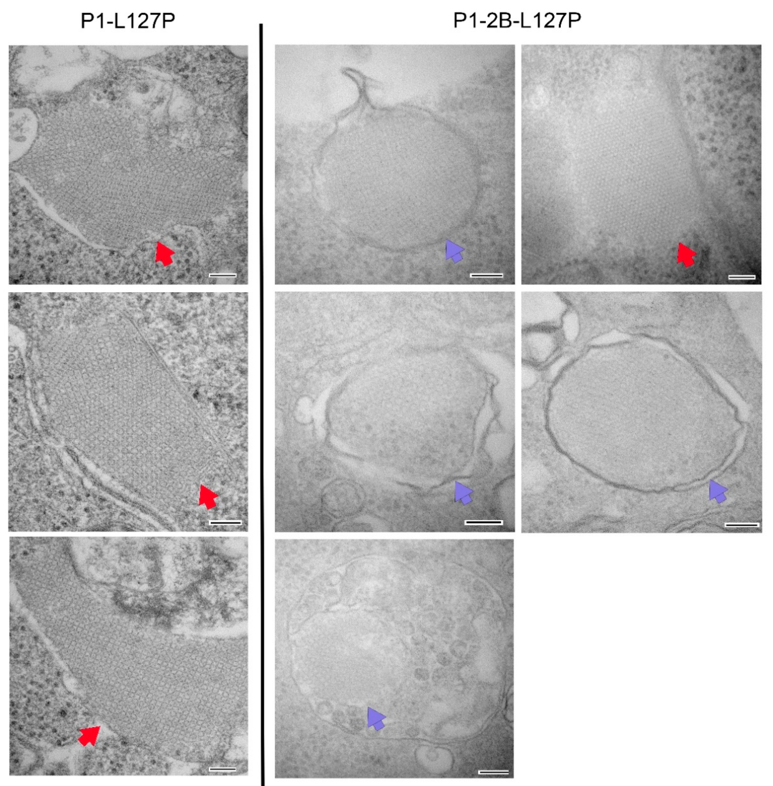 Vaccines 10 01506 g004