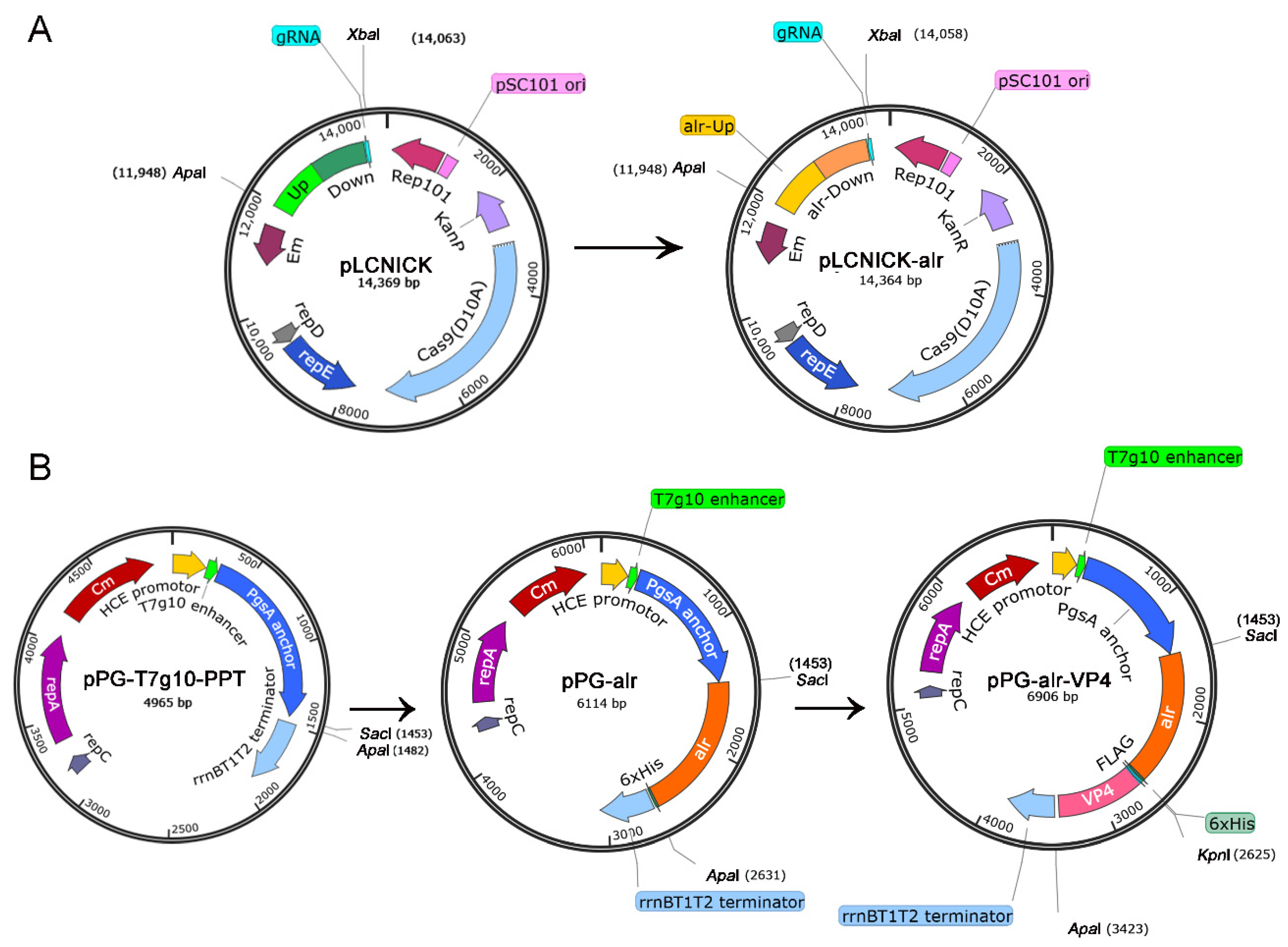 Vaccines 10 01510 g001 550