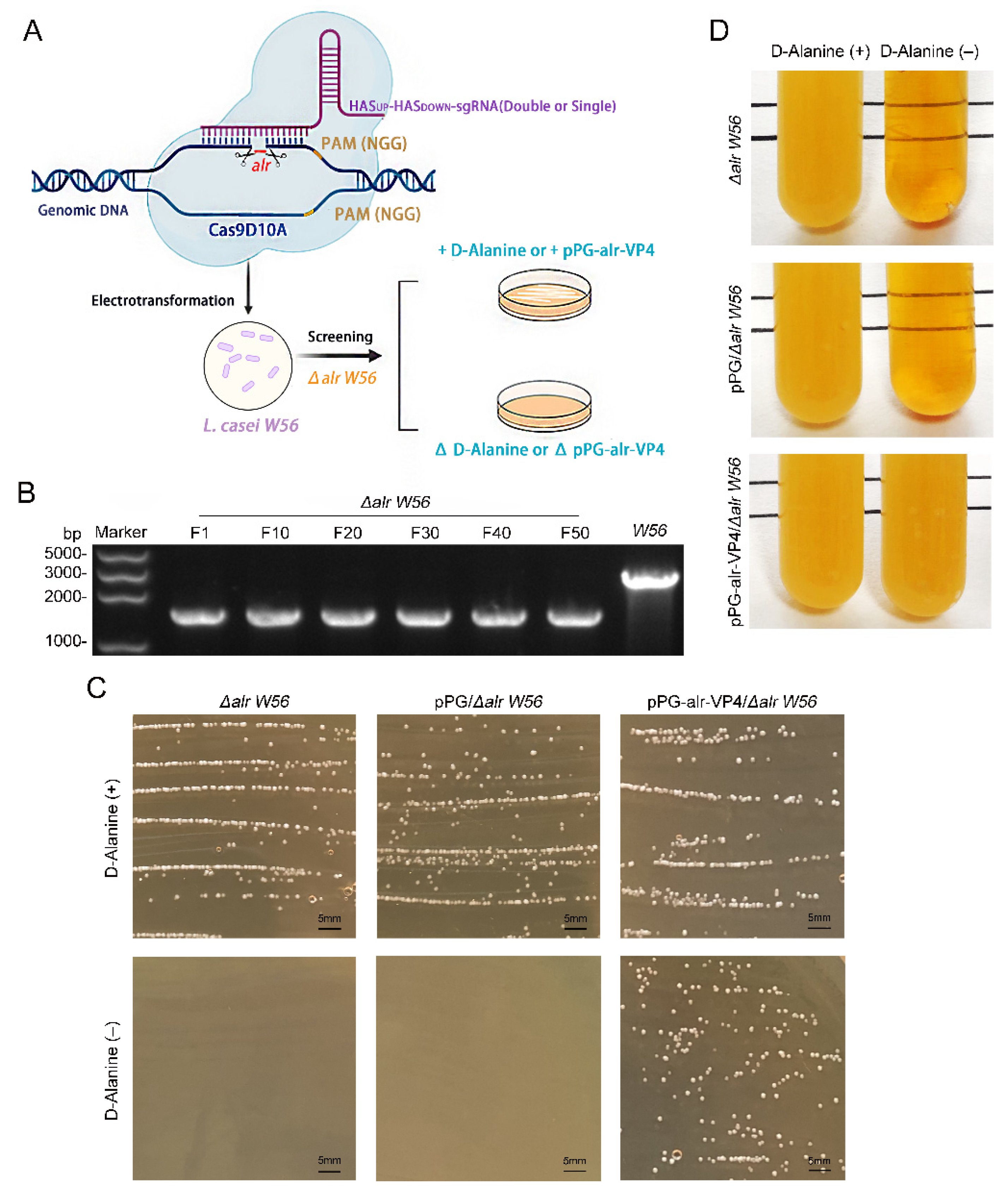 Vaccines 10 01510 g002 550
