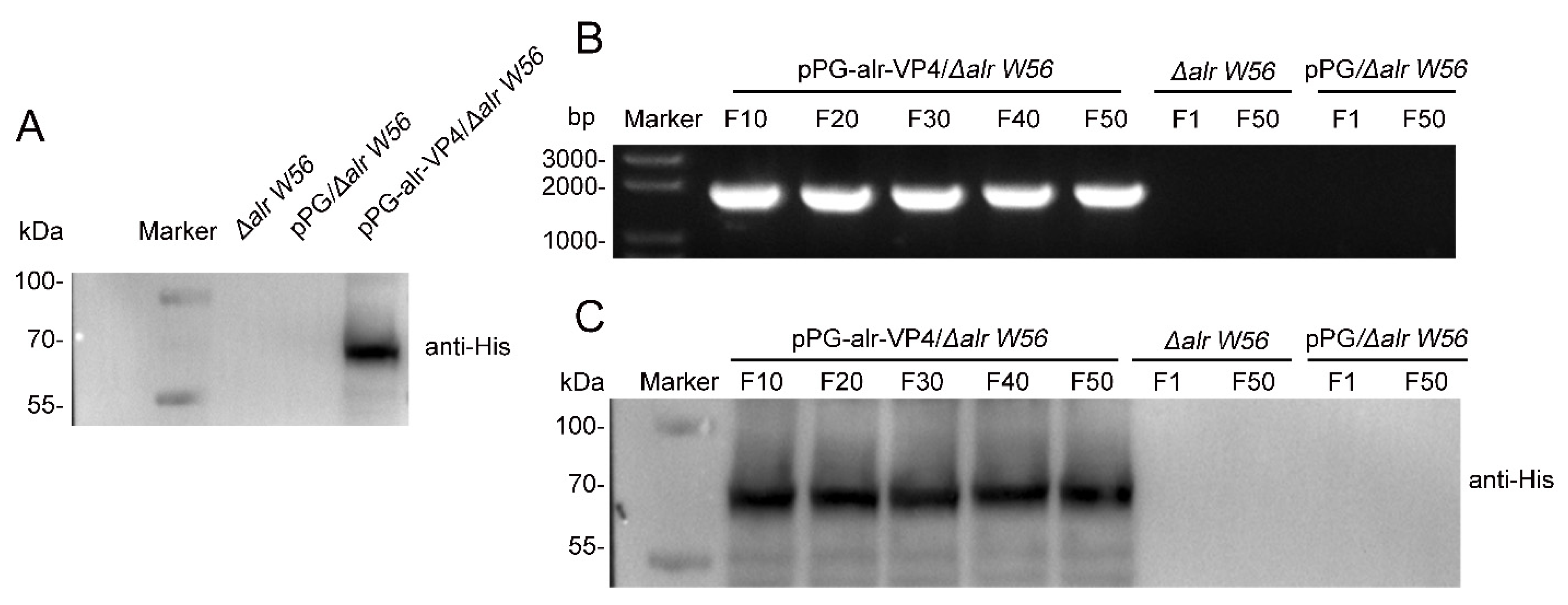 Vaccines 10 01510 g004 550