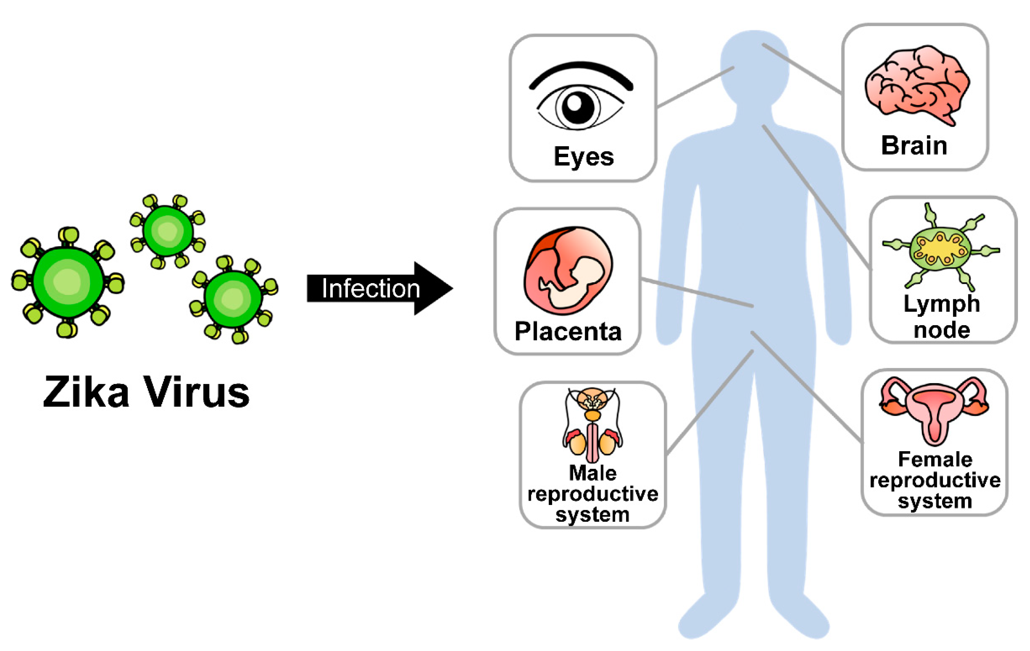 Vaccines 10 01517 g001 550