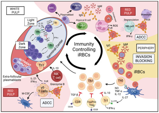 Vaccines | Free Full-Text | Mouse Models for Unravelling